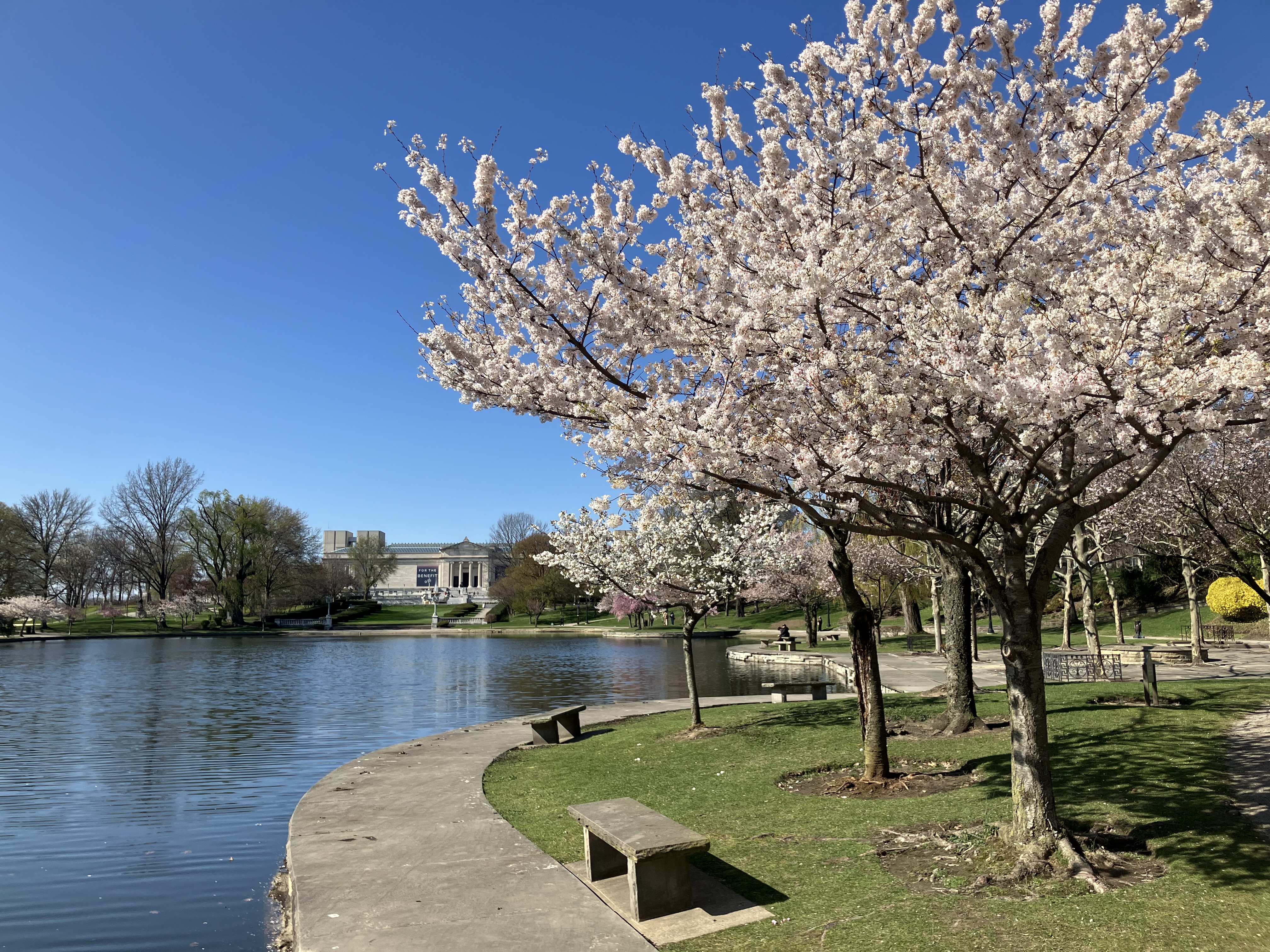 Last call to see Cleveland's cherry blossoms this year - cleveland.com