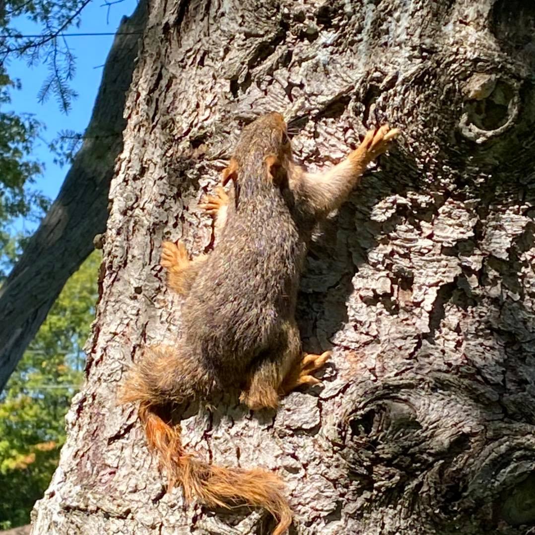 Five Squirrels Tangled Into Rat King Saved - Thrillist