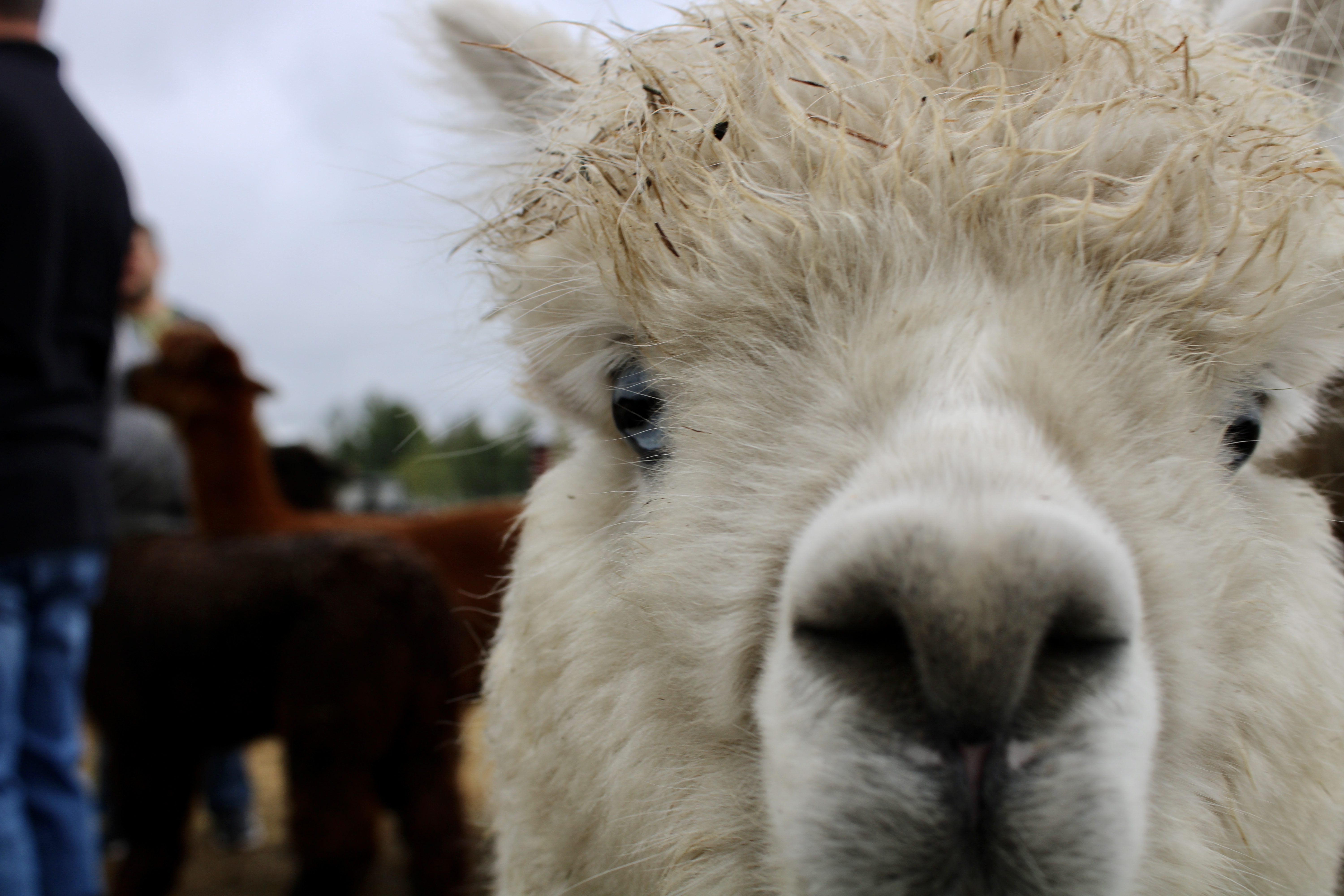 These adorable alpacas eagerly welcome visitors to their Northern