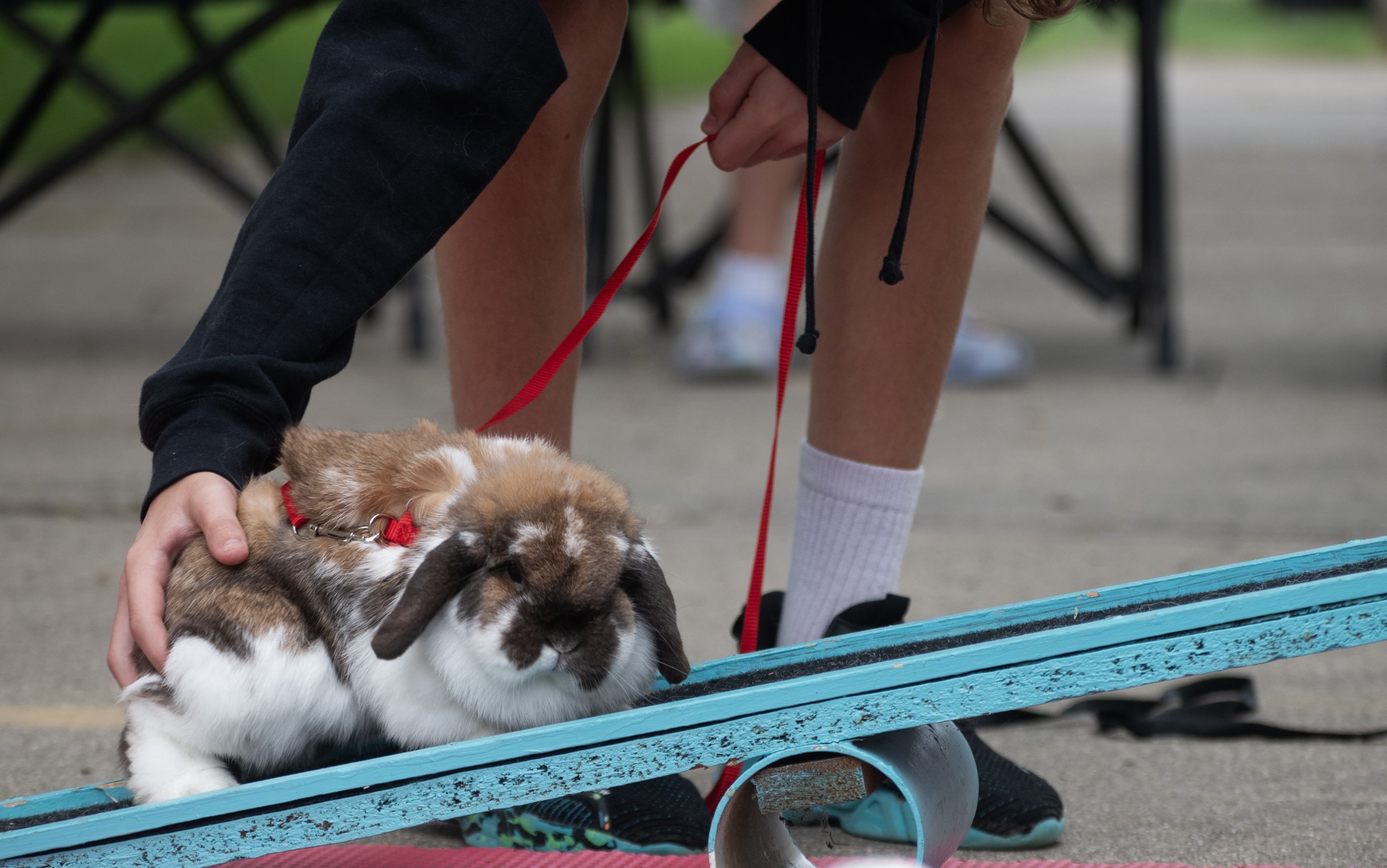 Animals are shown and sold at the Kalamazoo County Youth Fair - mlive.com