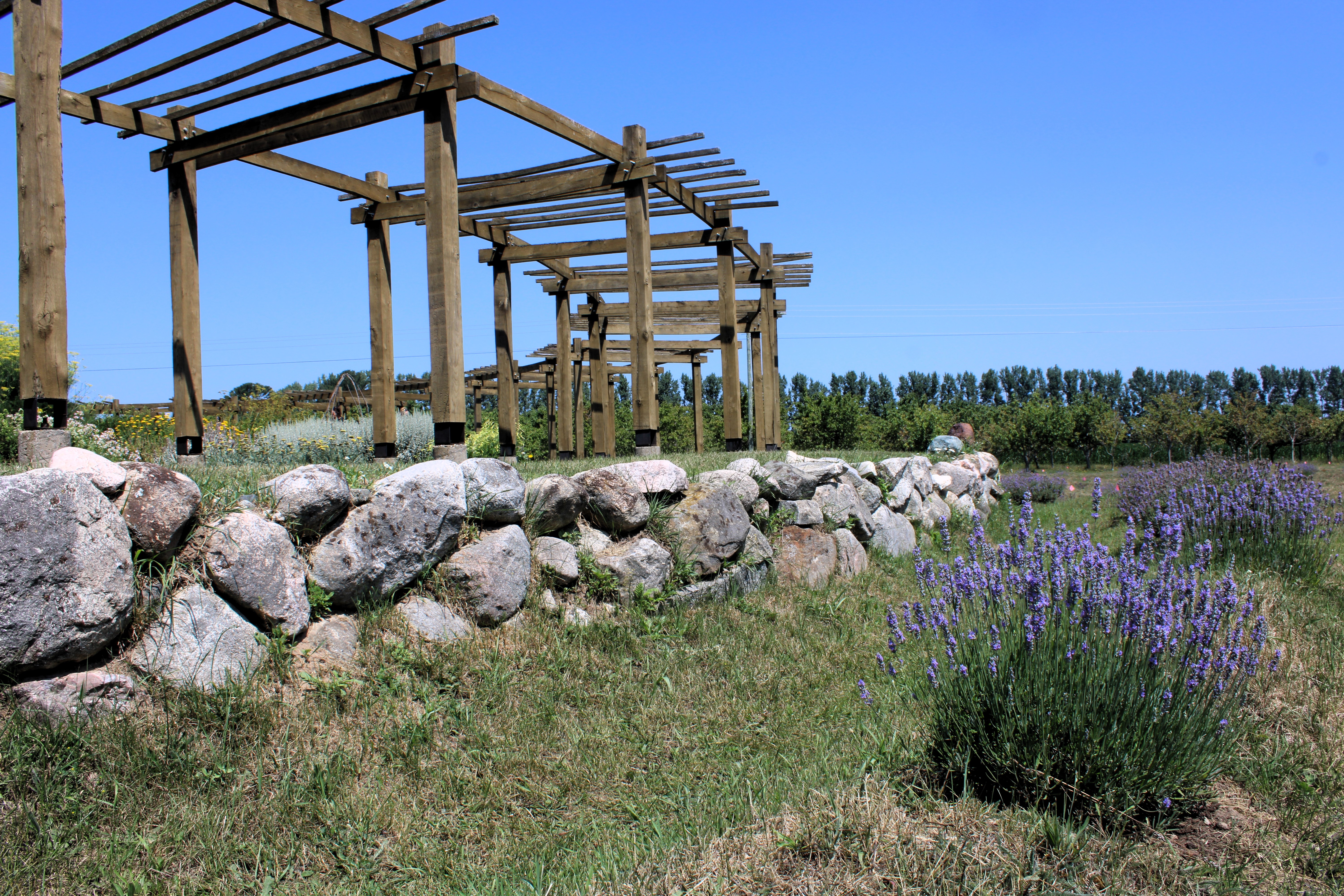 Lavender labyrinth is surprising treat at Michigan road-side market -  mlive.com