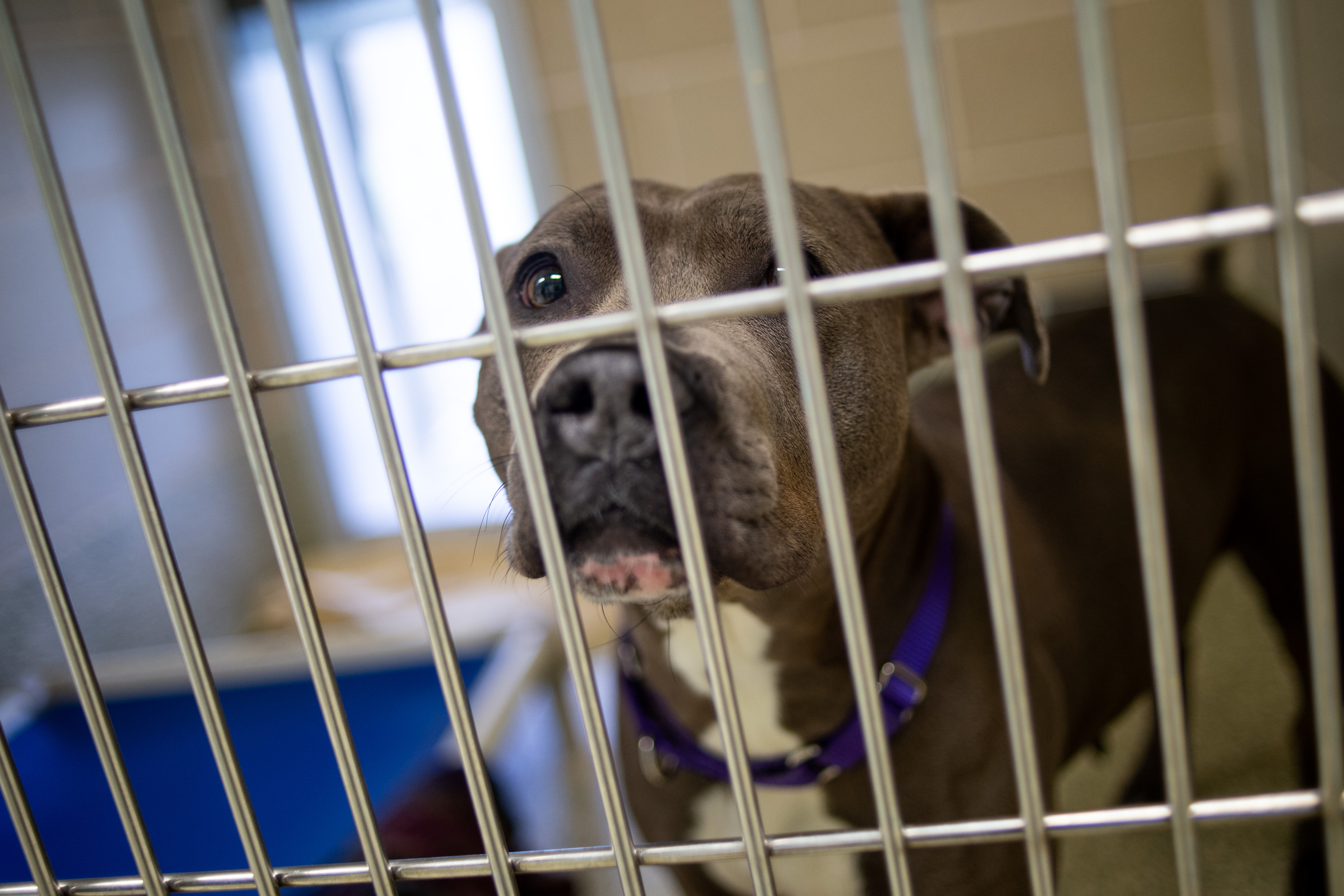 Ann Arbor to ban sale of dogs cats other animals at pet stores