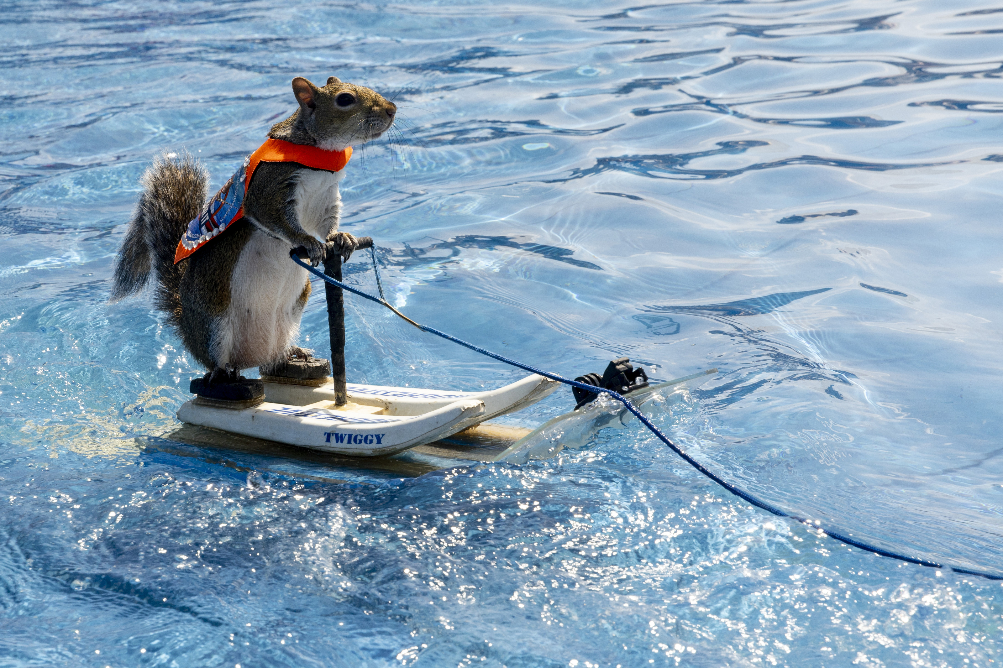 Twiggy the Water Skiing Squirrel performs in Michigan - mlive.com