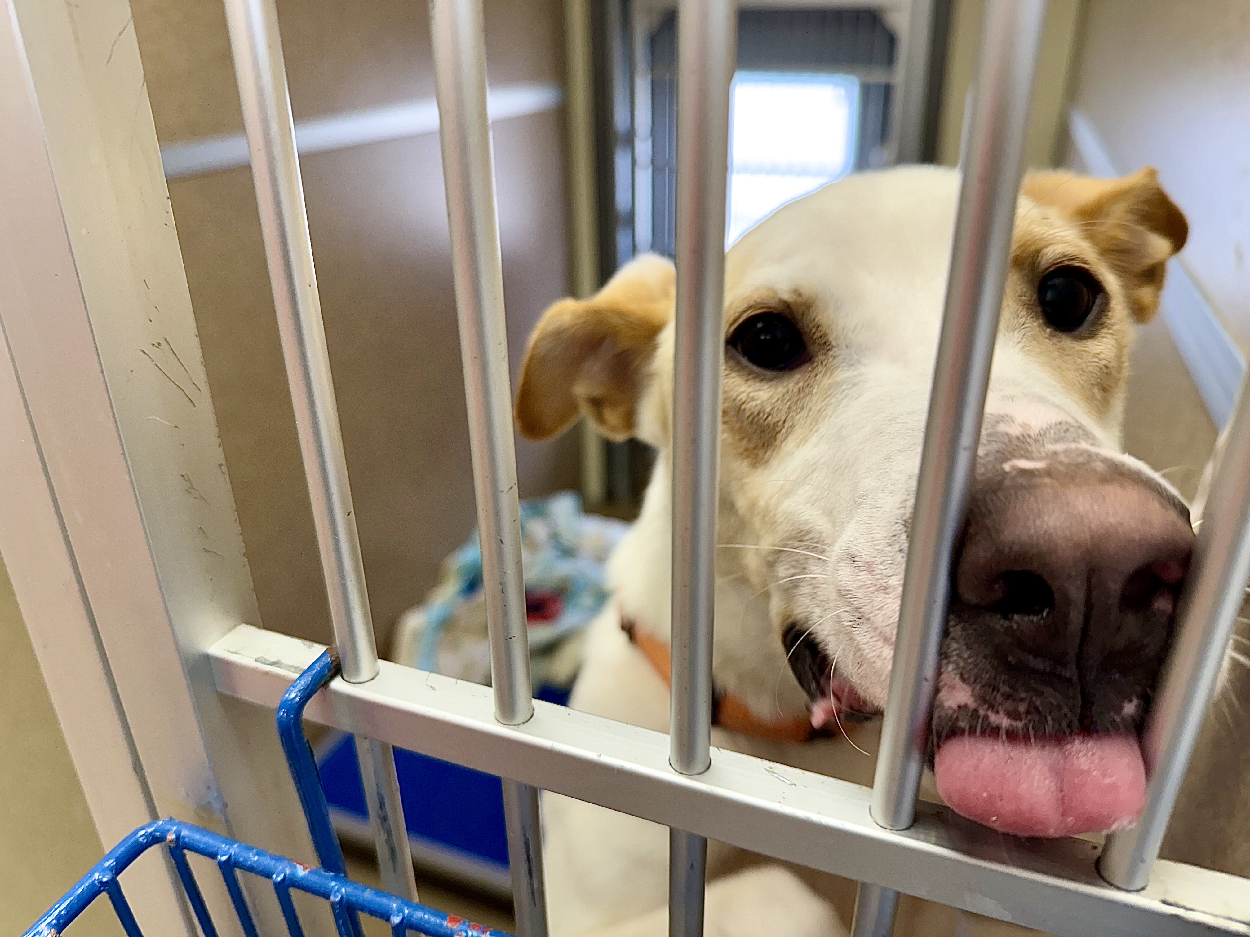 Second Chance says economic squeeze is pushing pets out of ...