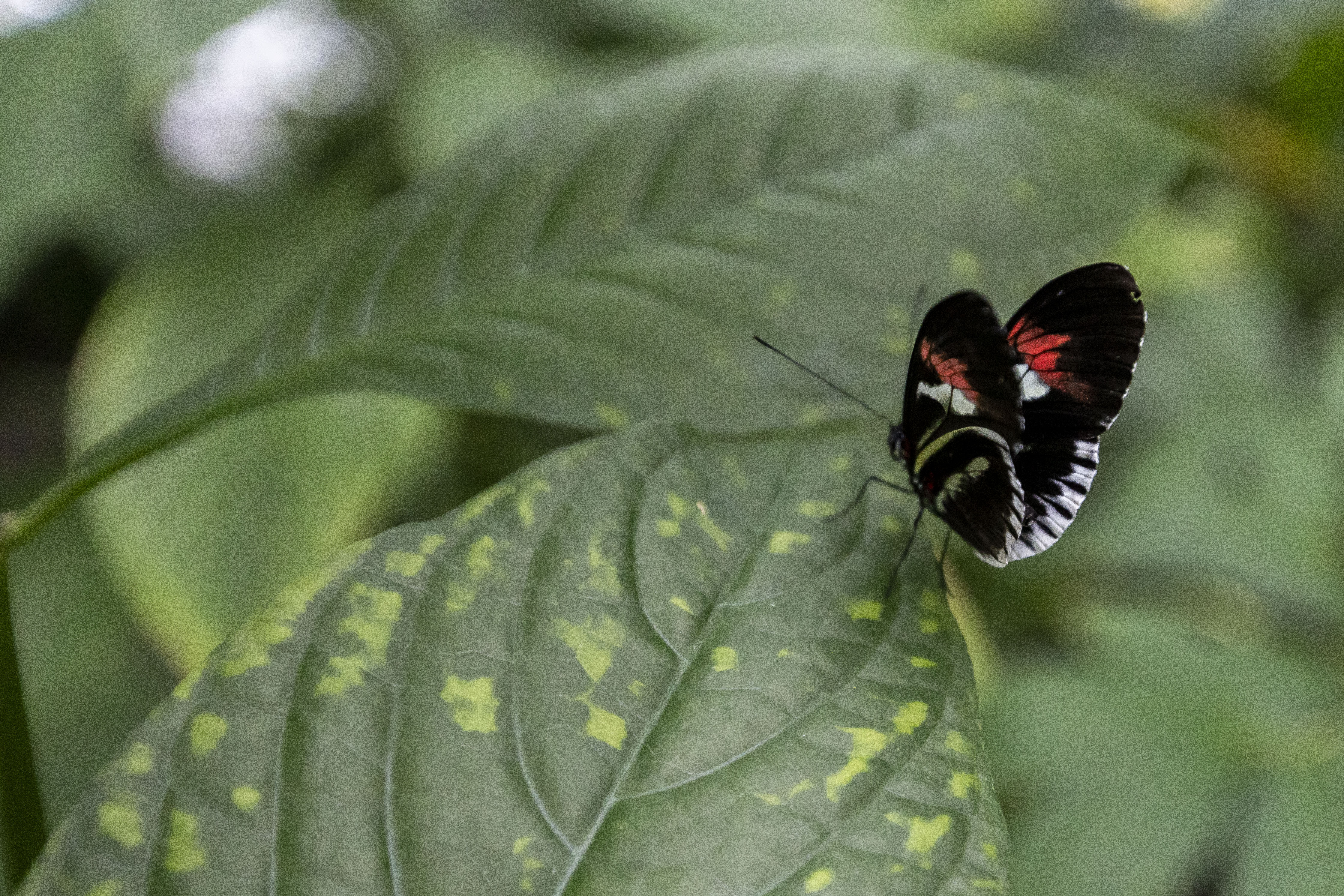 Thousands of tropical butterflies unveil elegance, beauty at Meijer ...