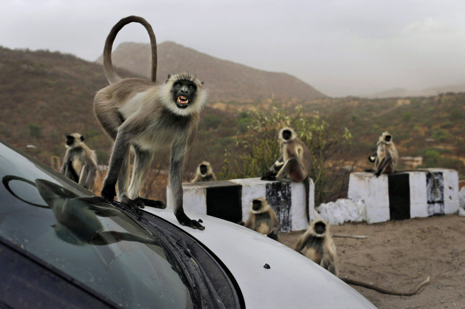 images of indian monkeys