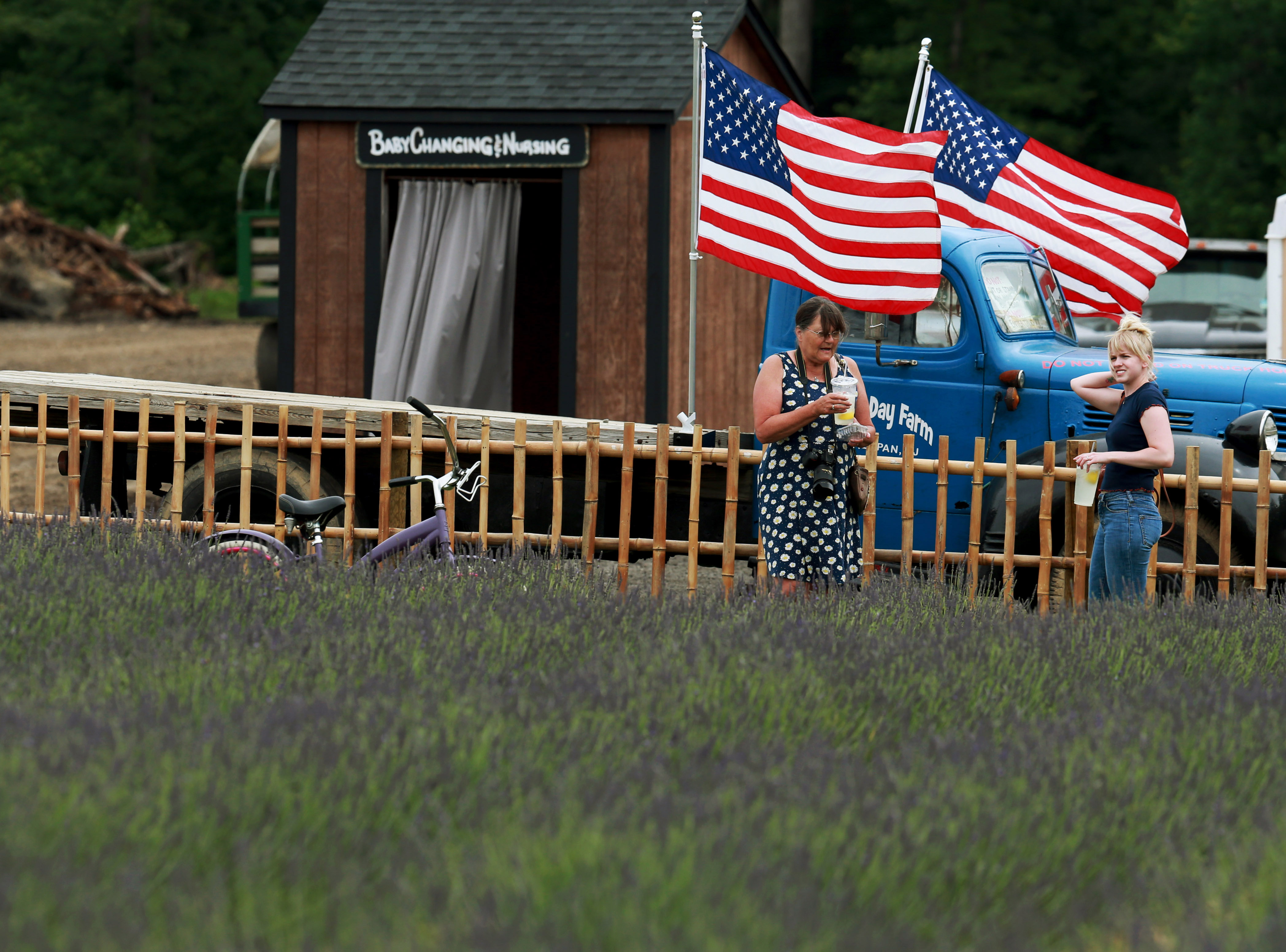 Lavender fields blooming with selfies