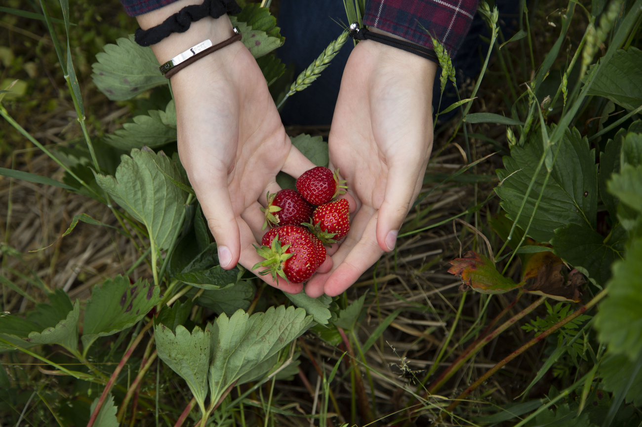 Honeybee UPick Strawberry Farm