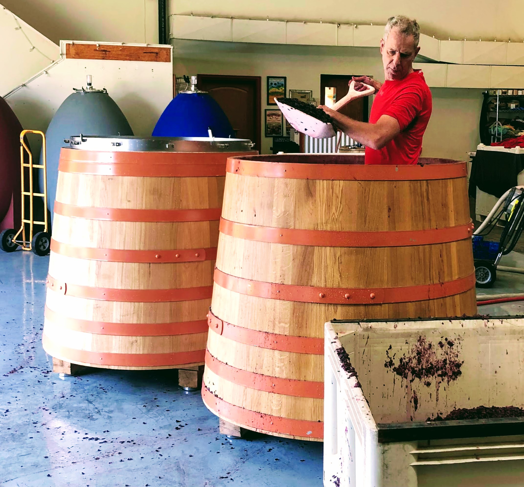 A winemaker uses a shovel to put grapes in an oak barrel.