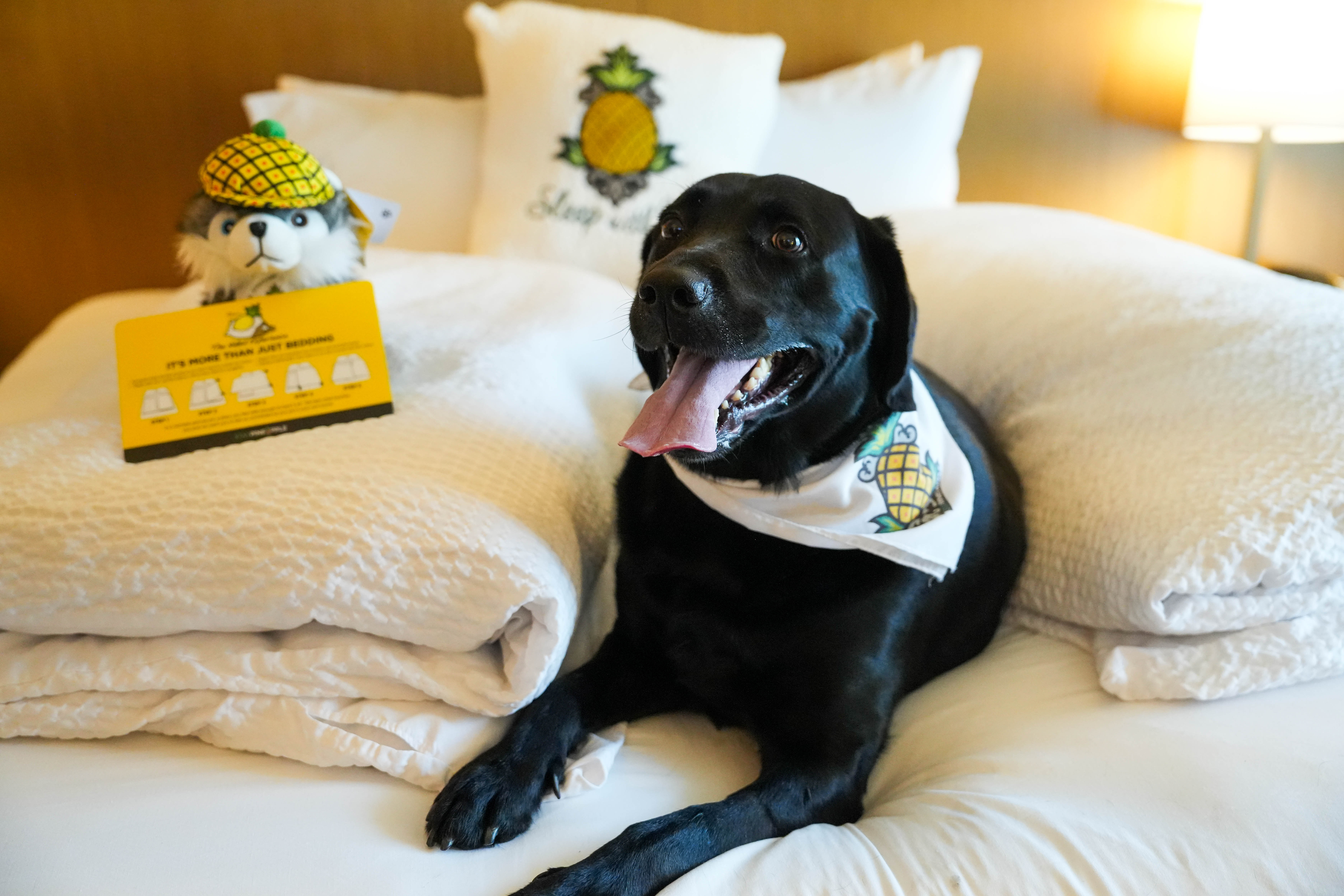5 ultra dog-friendly spots to enjoy in Portland - oregonlive.com