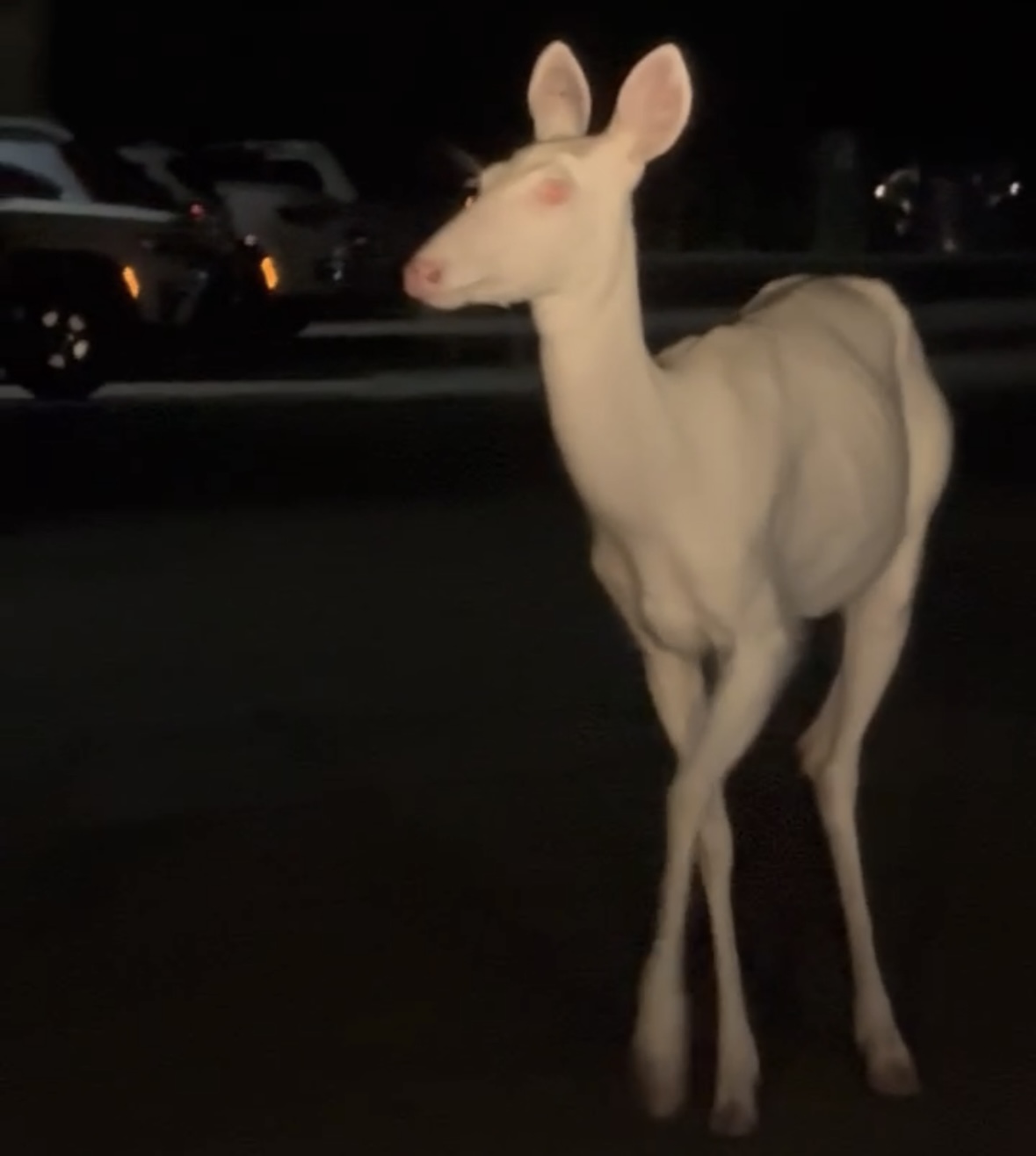 Albino deer spotted in Farmington Hills, Michigan - mlive.com