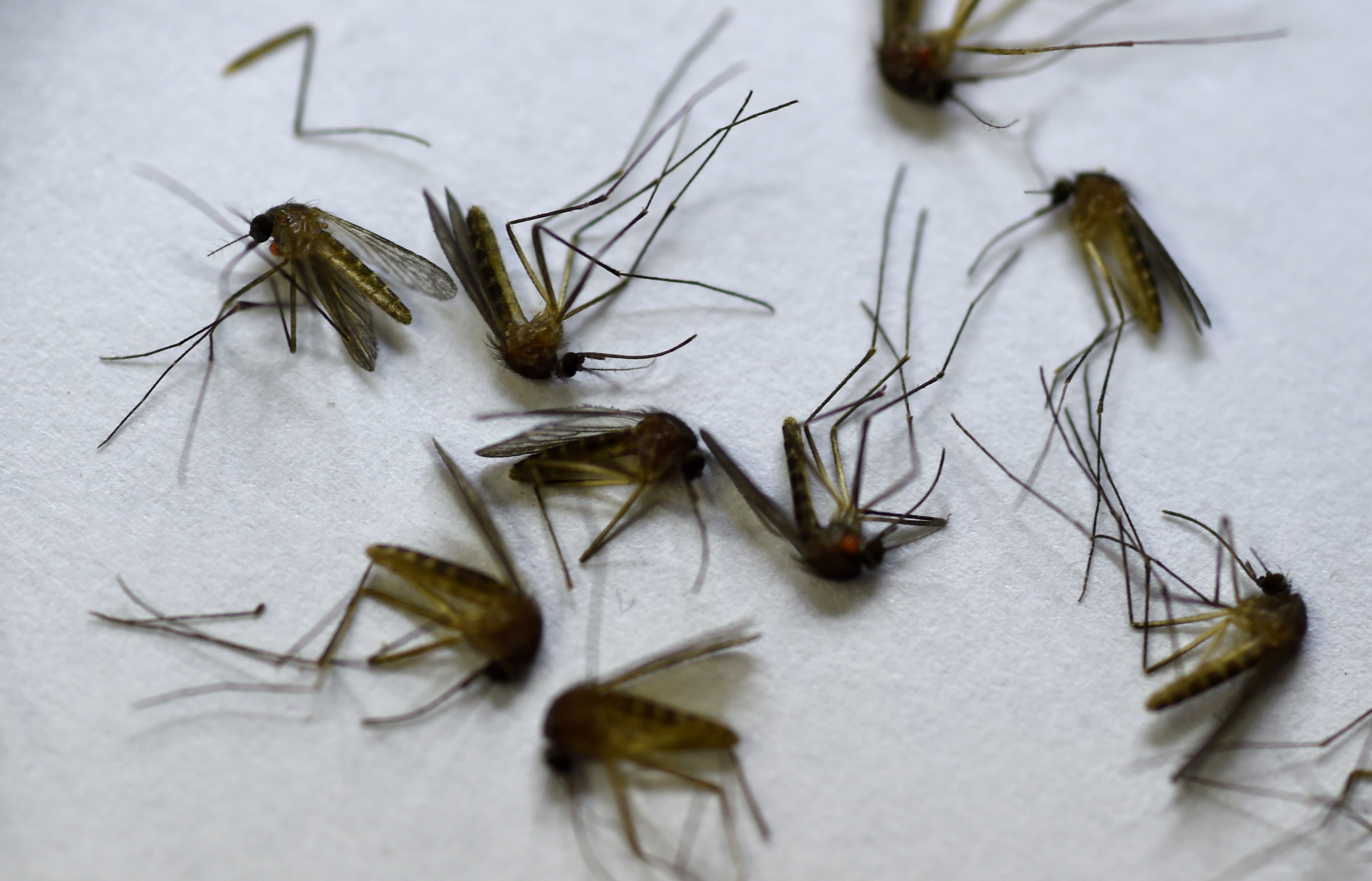 Deadly mosquito-borne disease scare hits Genesee and Lapeer counties -  mlive.com