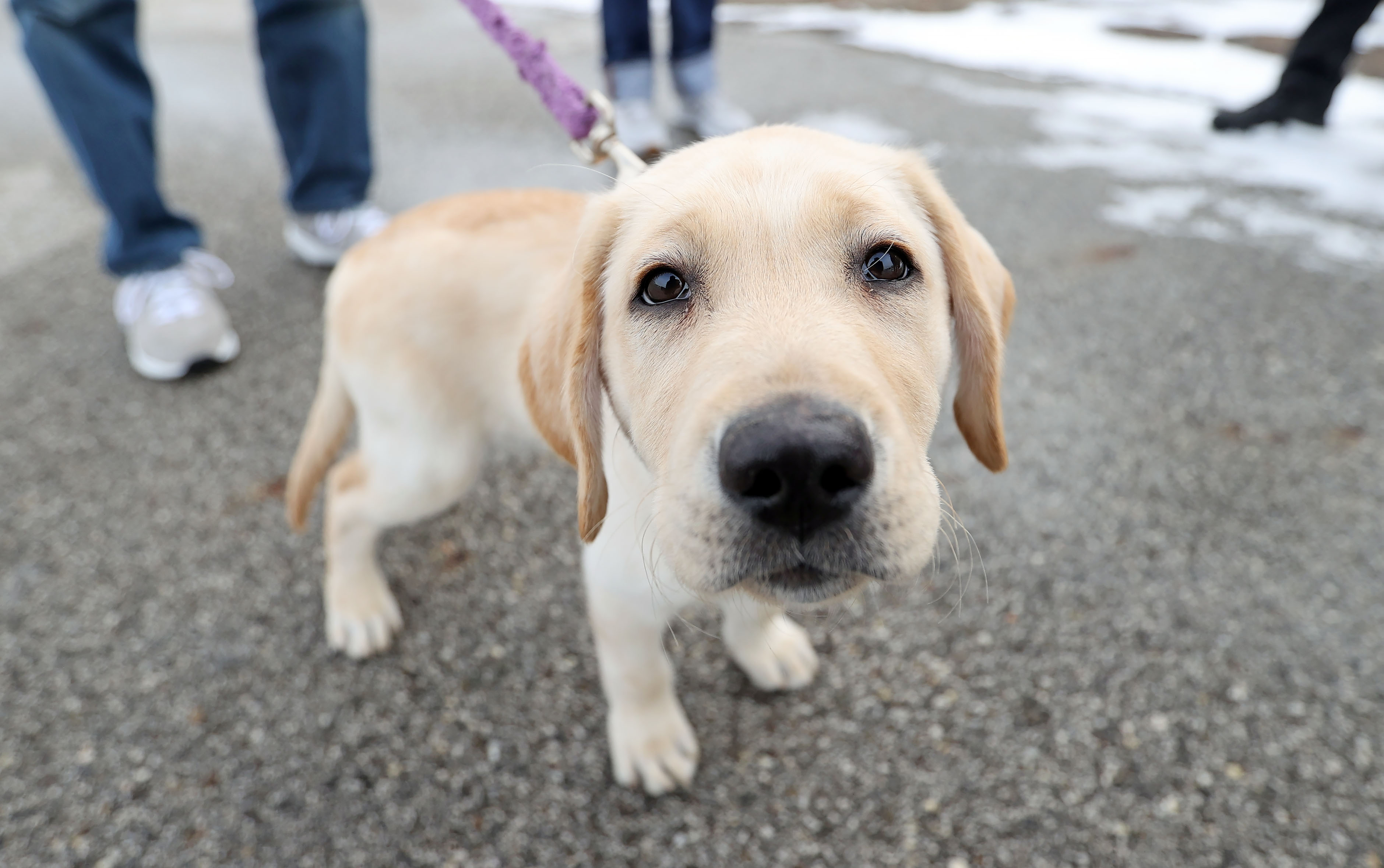 Guiding Eyes for the Blind flies in dogs to Cleveland, January 12, 2022 ...