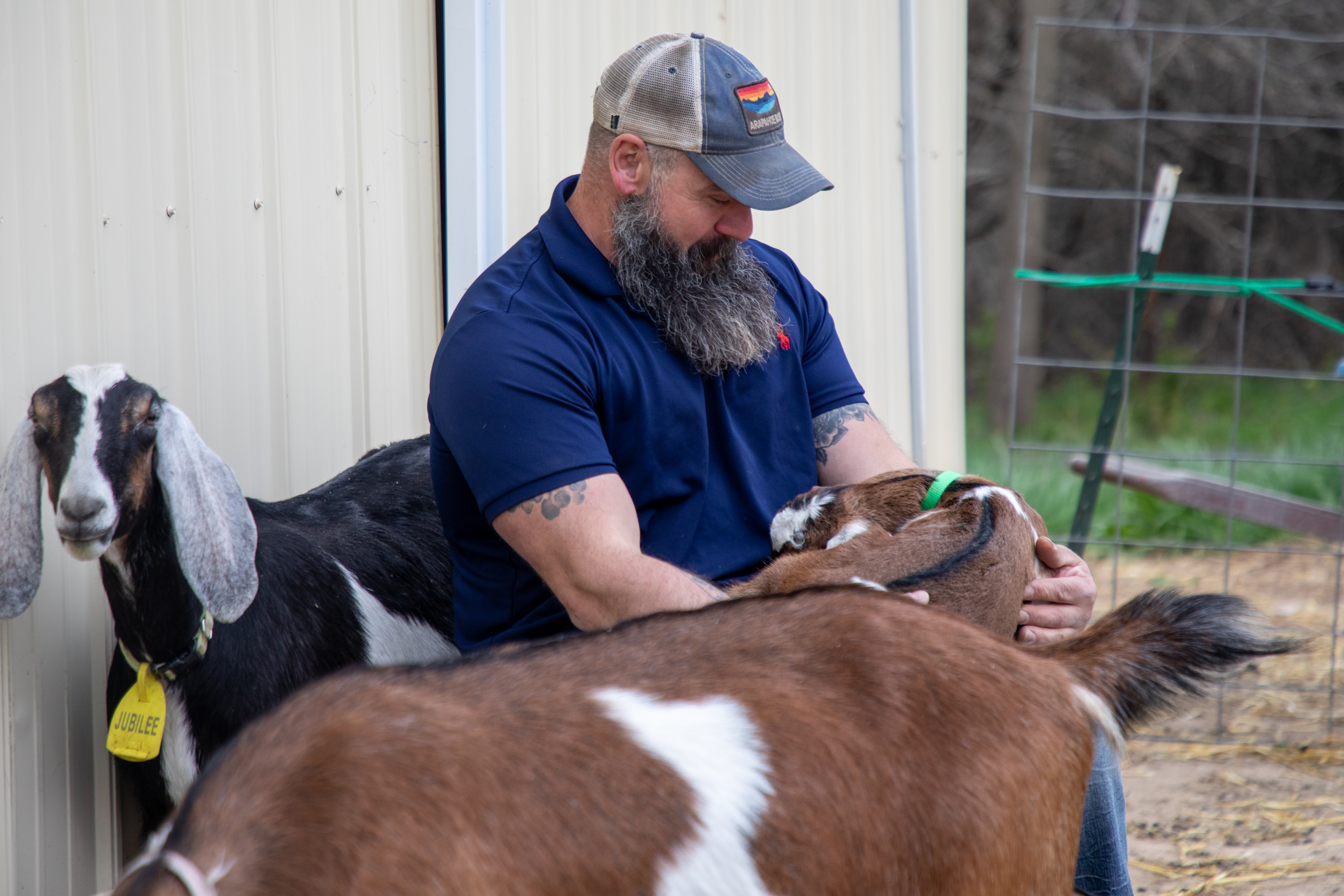muzhikDD GOAT ヘッド 2,850 Goat Sitting Stock Photos - Free 