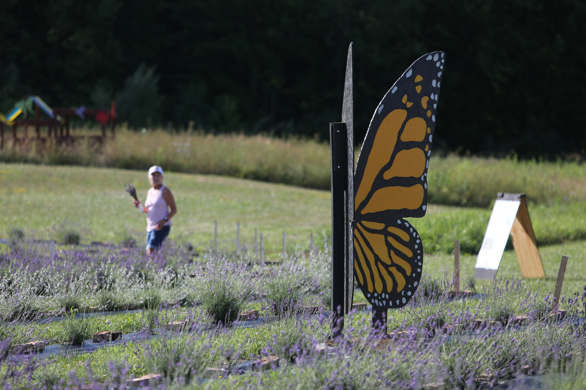 Lavender Trails Farm in Orrville