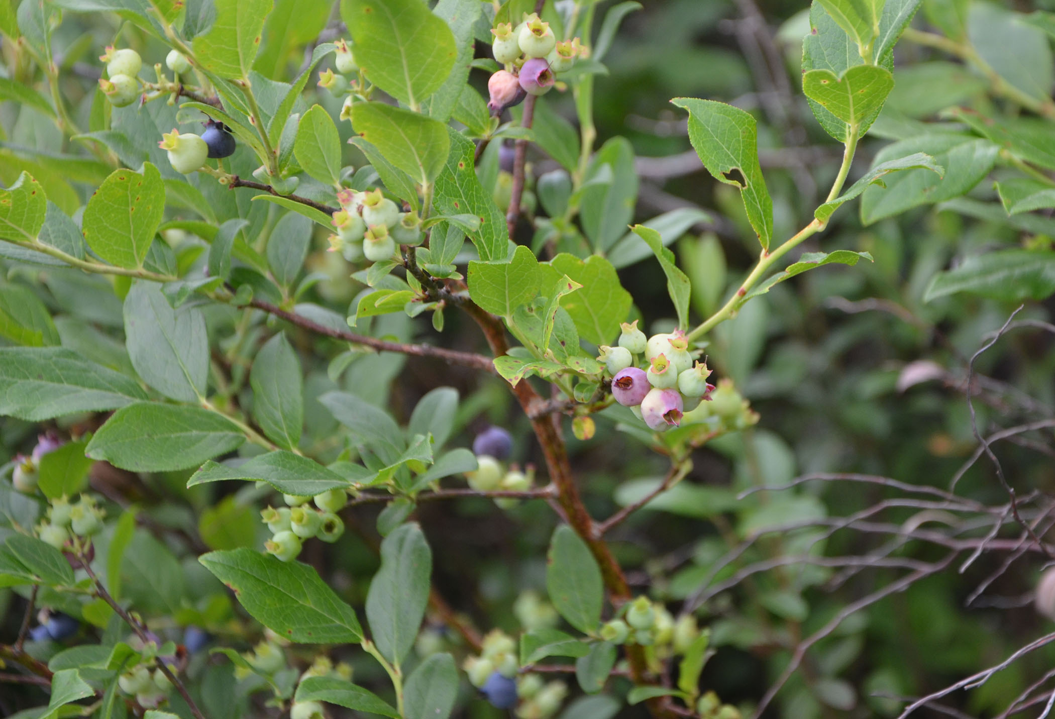 Blueberry cultivation in the Gulf Coast and Brazos Valley area of Texas –  Laughing Frog Farm, image size:2100x1431