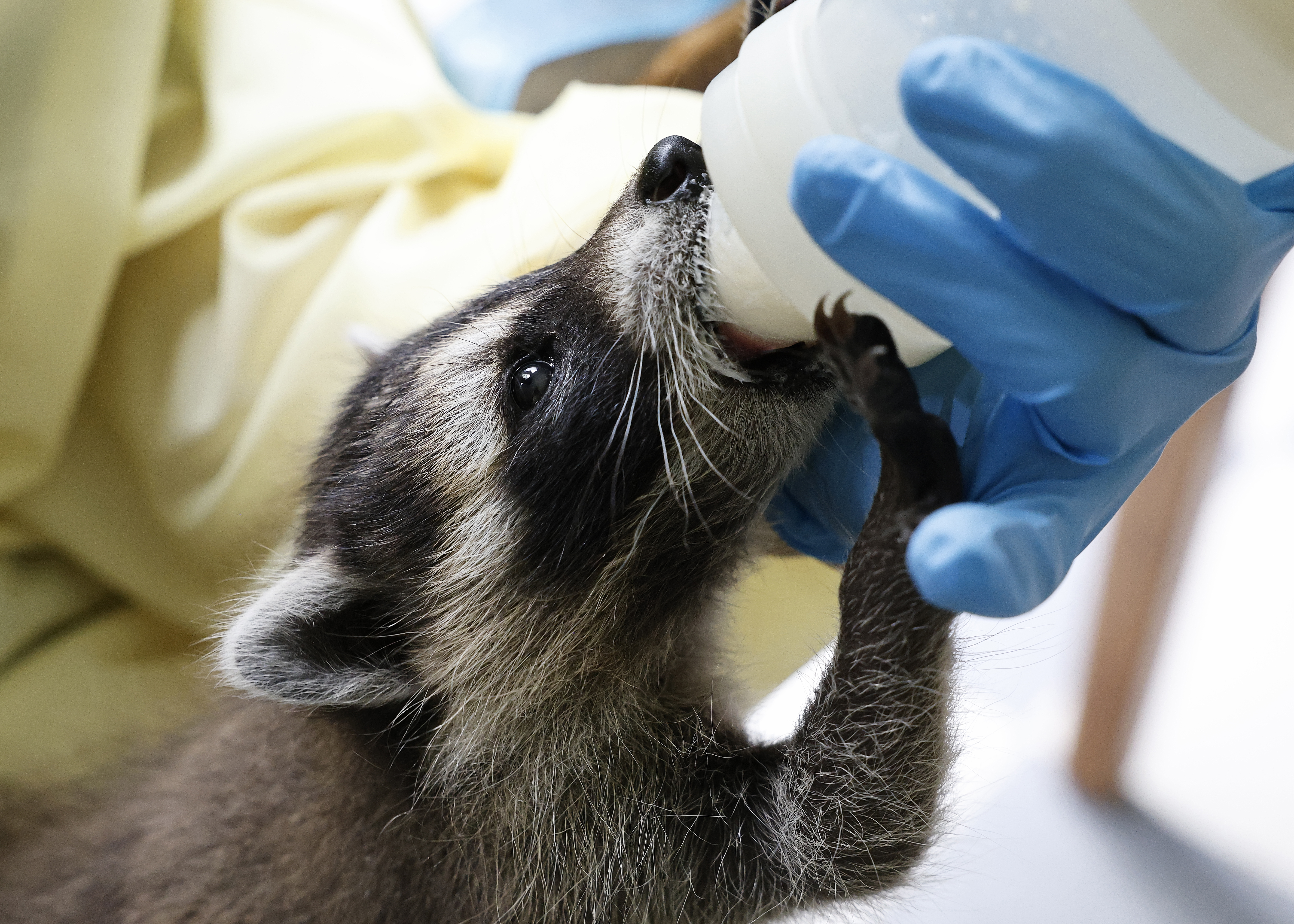 Inside the CNY raccoon sanctuary where orphaned babies find a second chance  at survival (video) - syracuse.com, image size:5600x4000