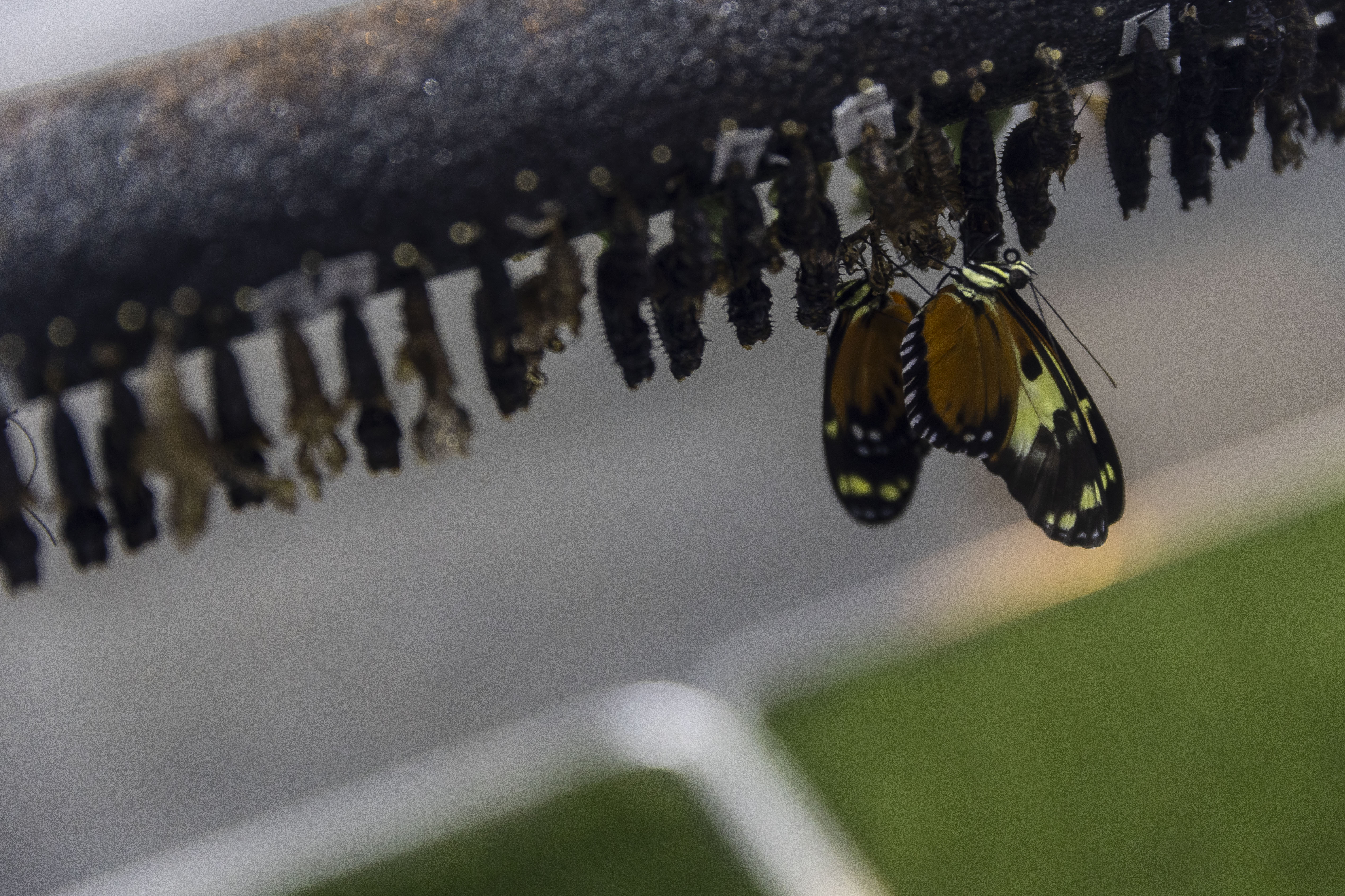 Thousands of tropical butterflies unveil elegance, beauty at Meijer ...