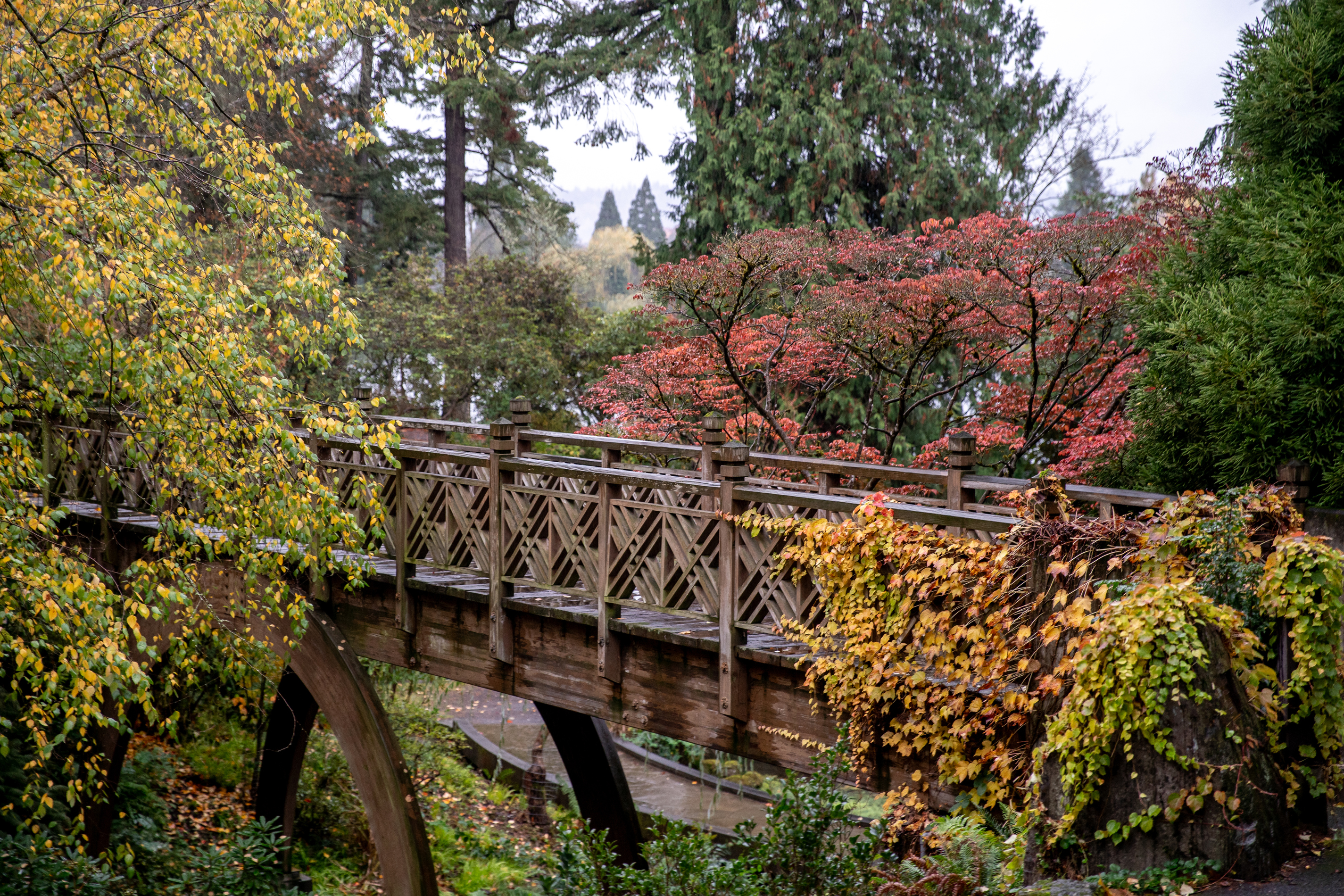 From wood ducks to 100-year-old rhododendrons, this Portland garden has  beautiful sights year-round (photos) - oregonlive.com