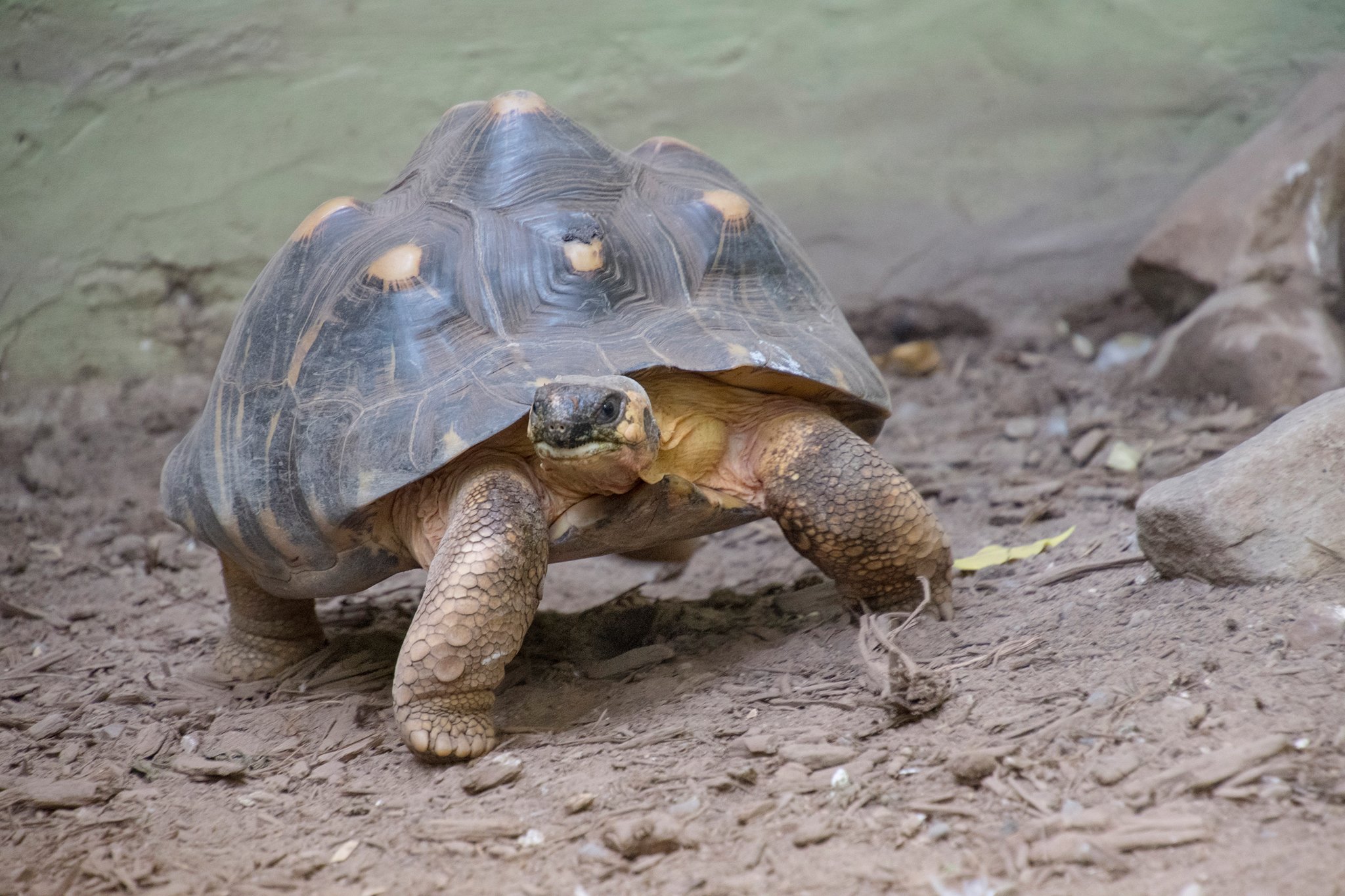 Houston Zoo's 90-year-old tortoise 'Mr. Pickles' is a first-time