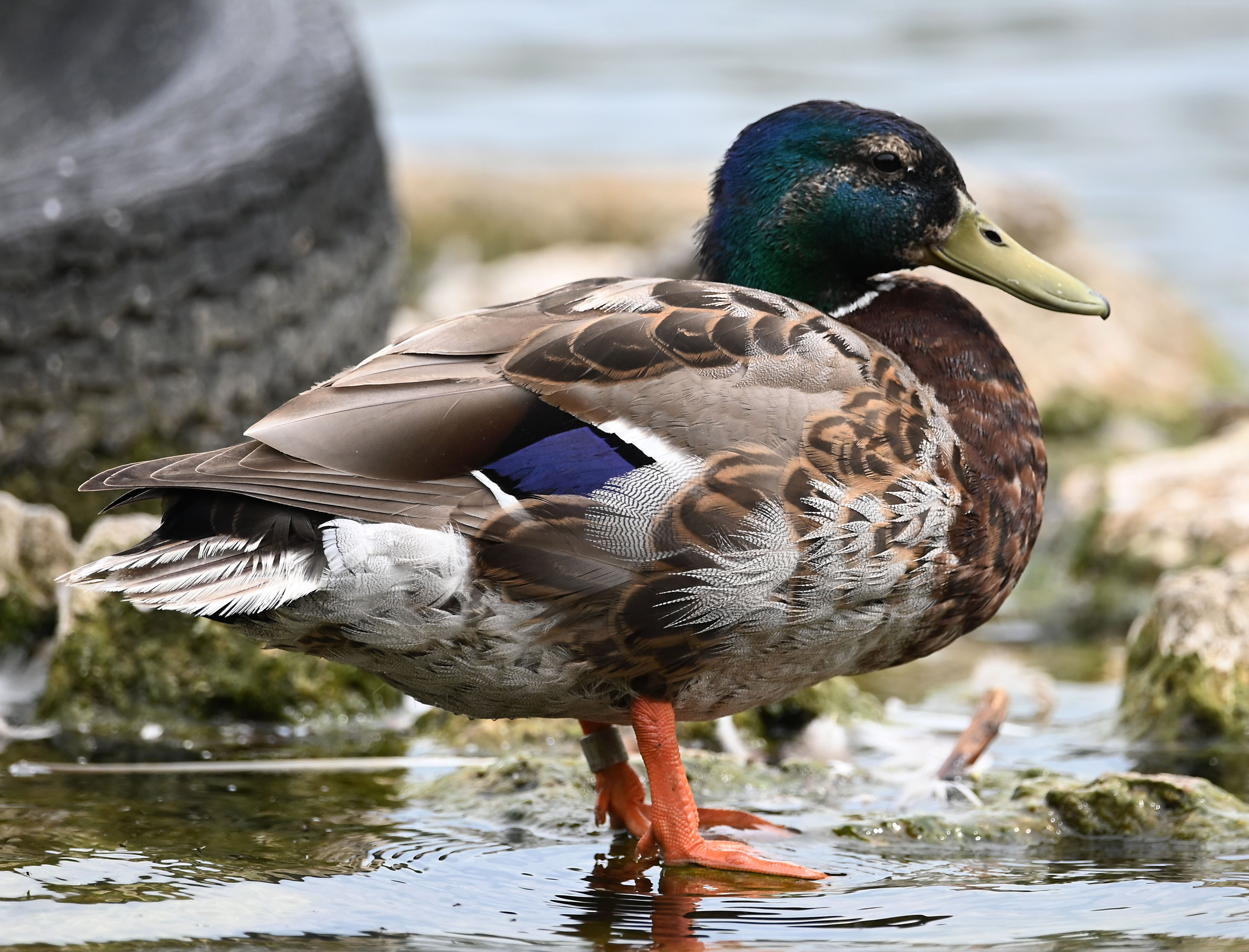 Webster Pond - Syracuse.com