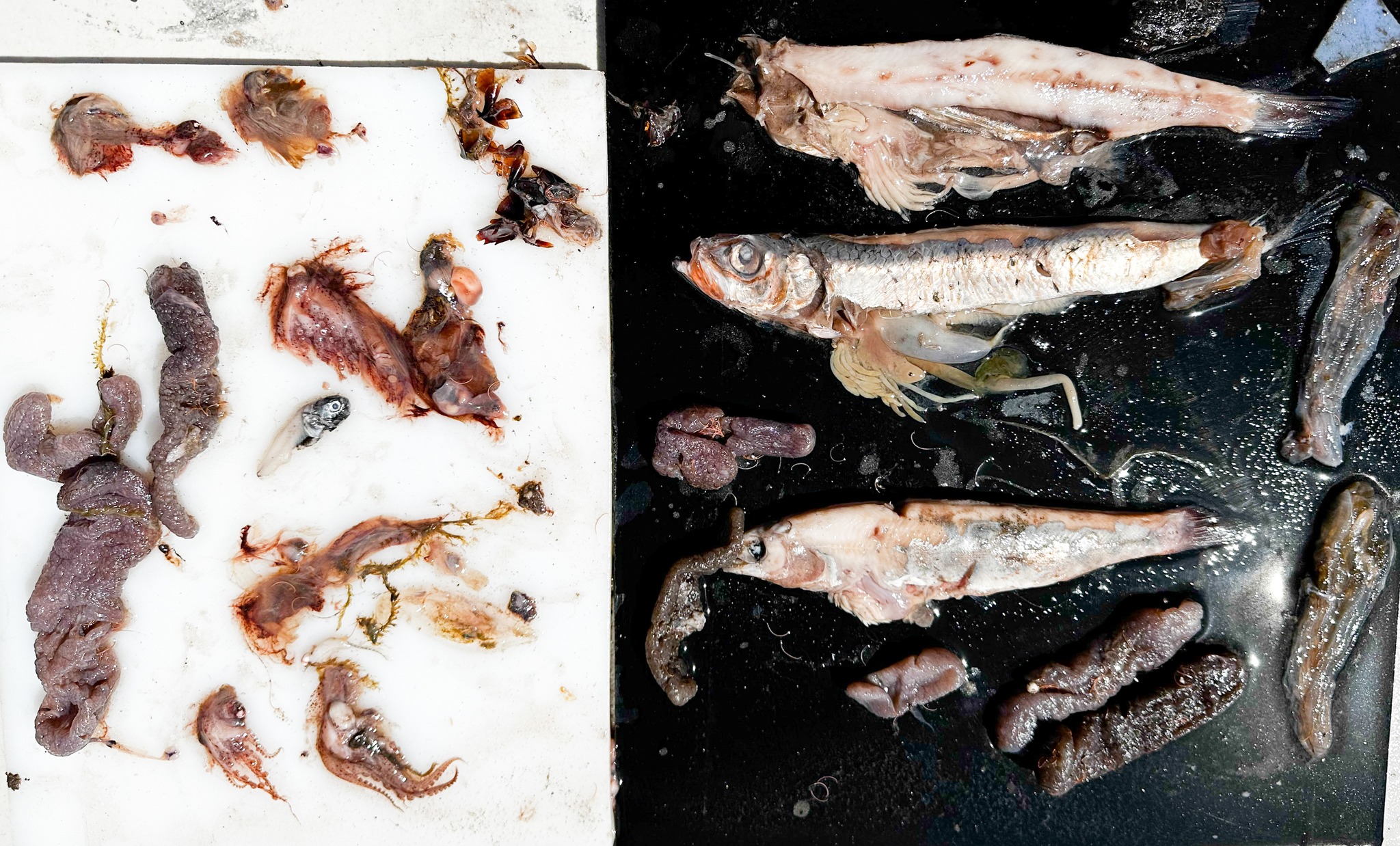 コンピュータ・IT Deep Sea Fishes VIDEO: Rare footage shows mysterious fish that lives in