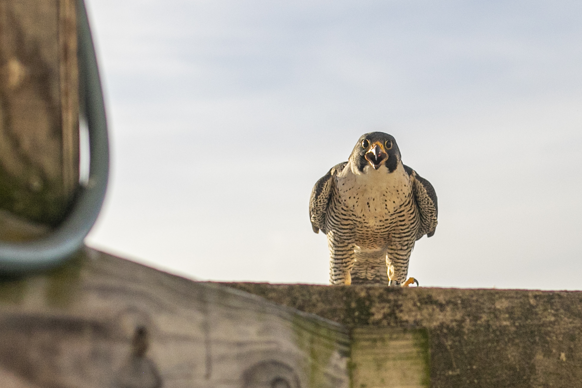 Mother peregrine falcon Rebecca repeatedly shrieks as her three eyases are banded for state and national study by the Michigan Department of Natural Resources in the window well of the Fifth/Third Bank Building in downtown Kalamazoo, Michigan on Monday, May 23, 2022. (Gabi Broekema | MLive.com)