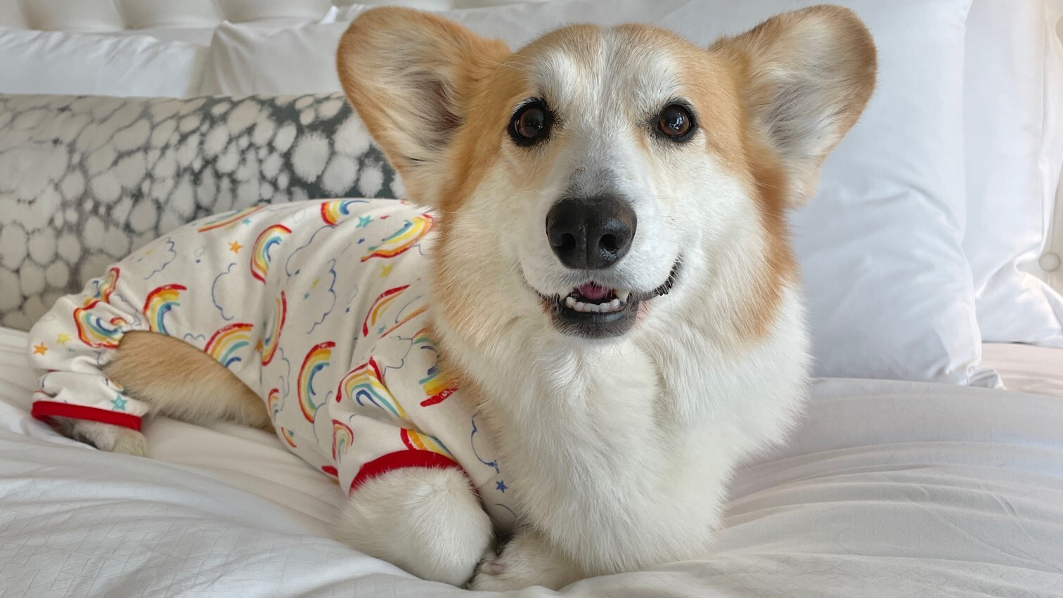 Corgis in Pajamas: The Ultimate Cozy Party, image size:1512x851