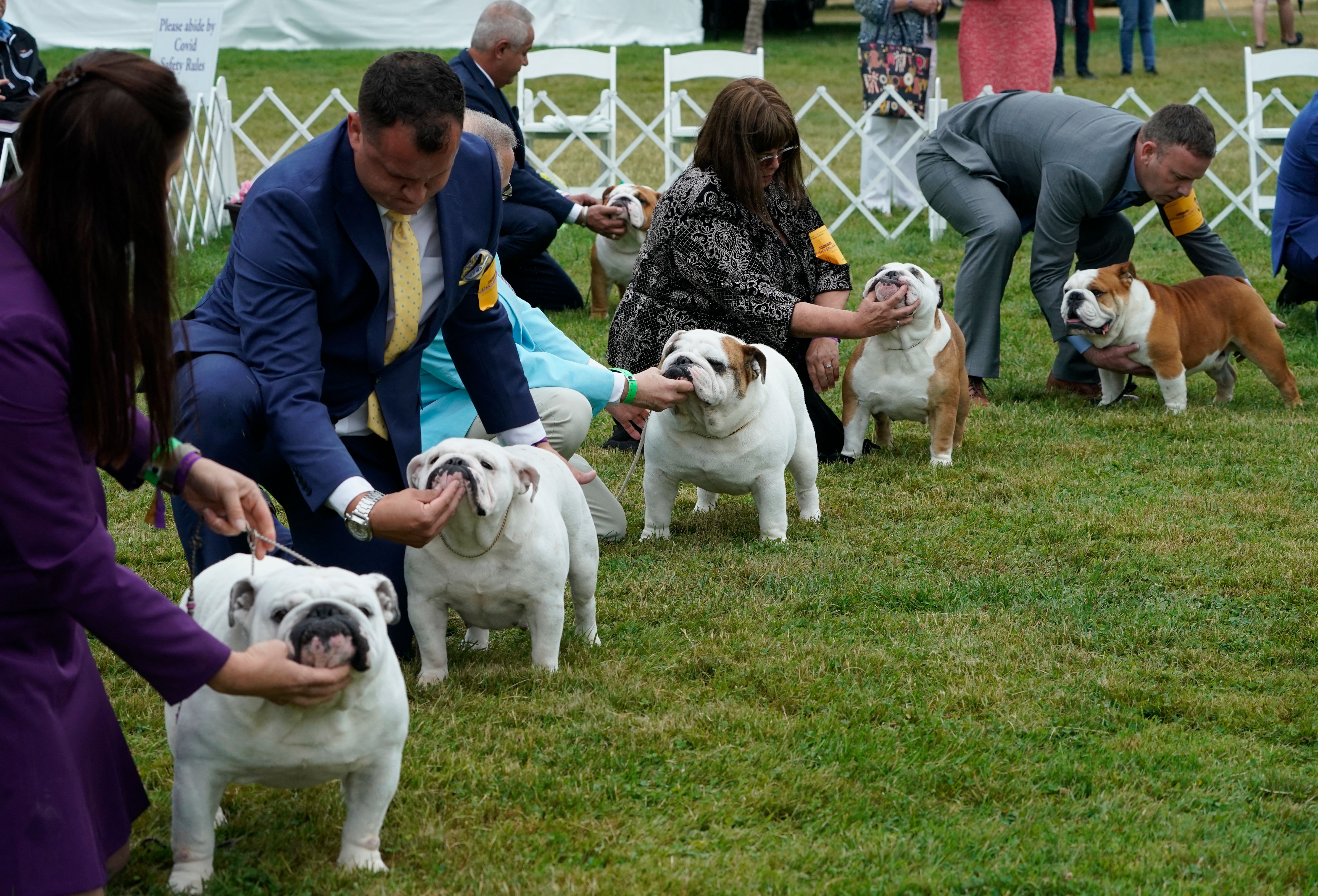 Bulldog westminster hot sale agility