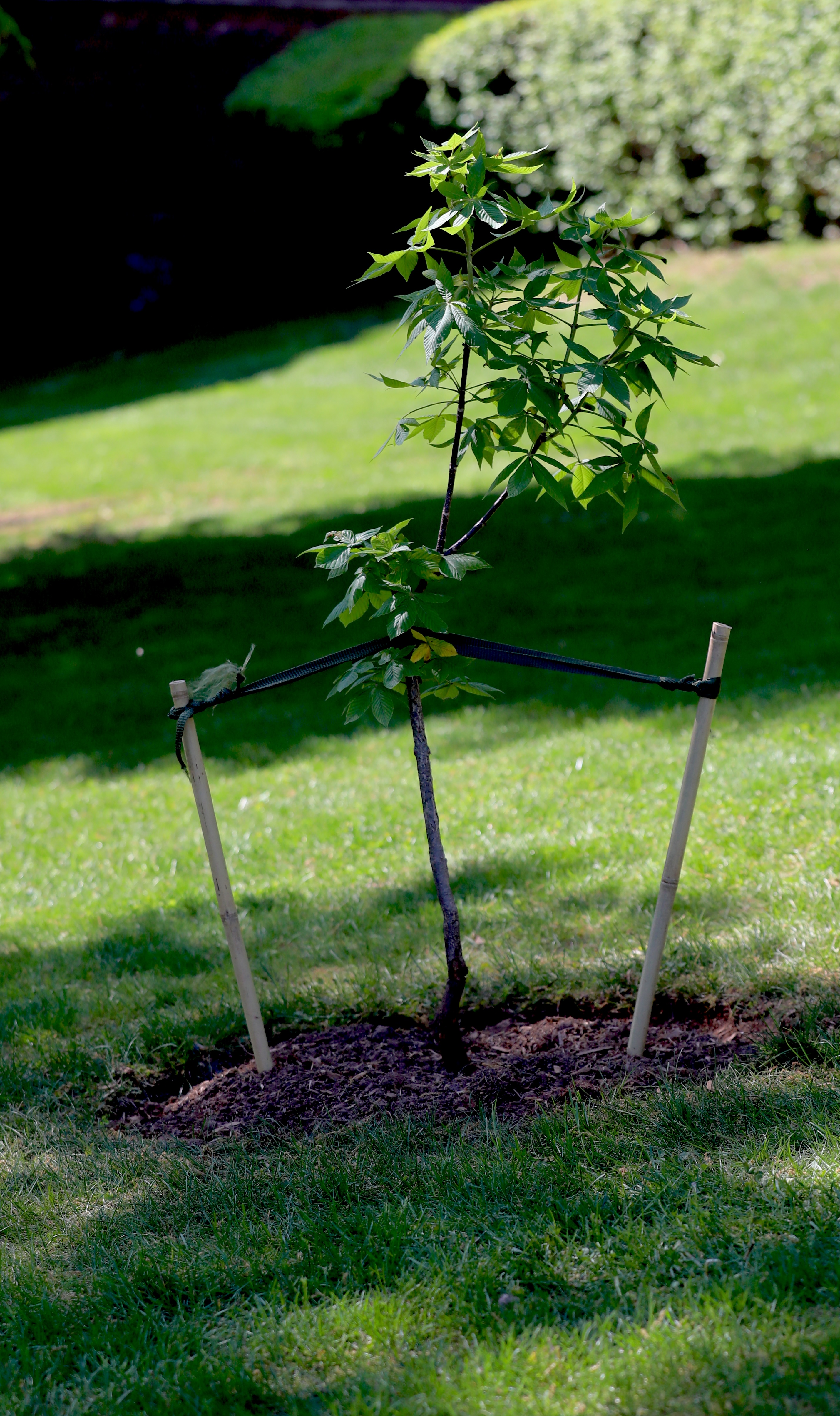 Anne Frank tree sapling planted at Wagner College - silive.com
