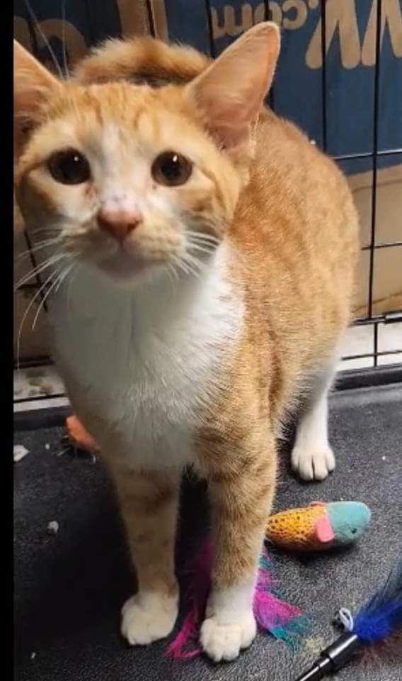 Celebrations, warm weather, family, and friends; add an adoptable pet