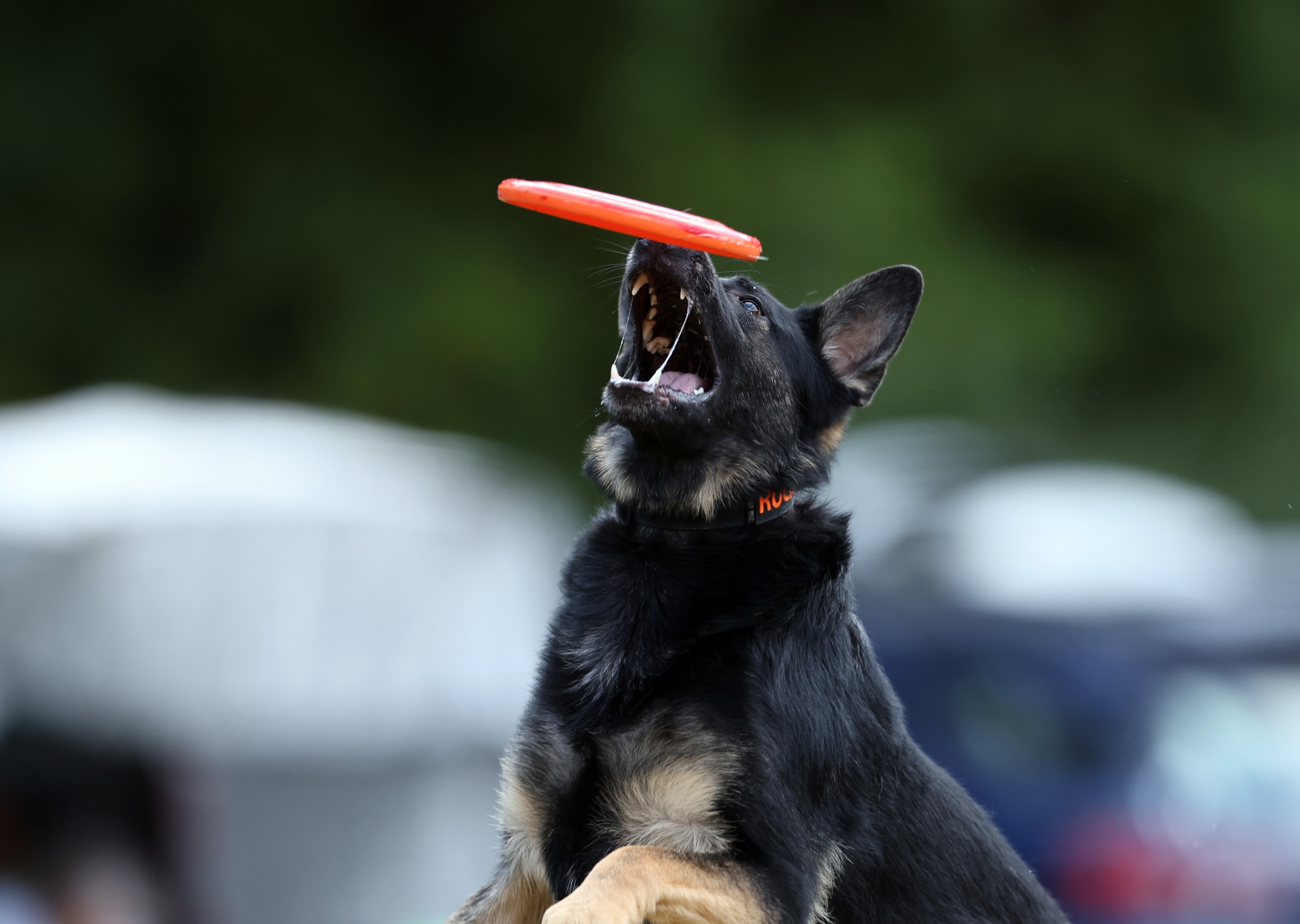 K9 Frisbee Toss & Fetch Worldwide Championship, September 6, 2025 ...