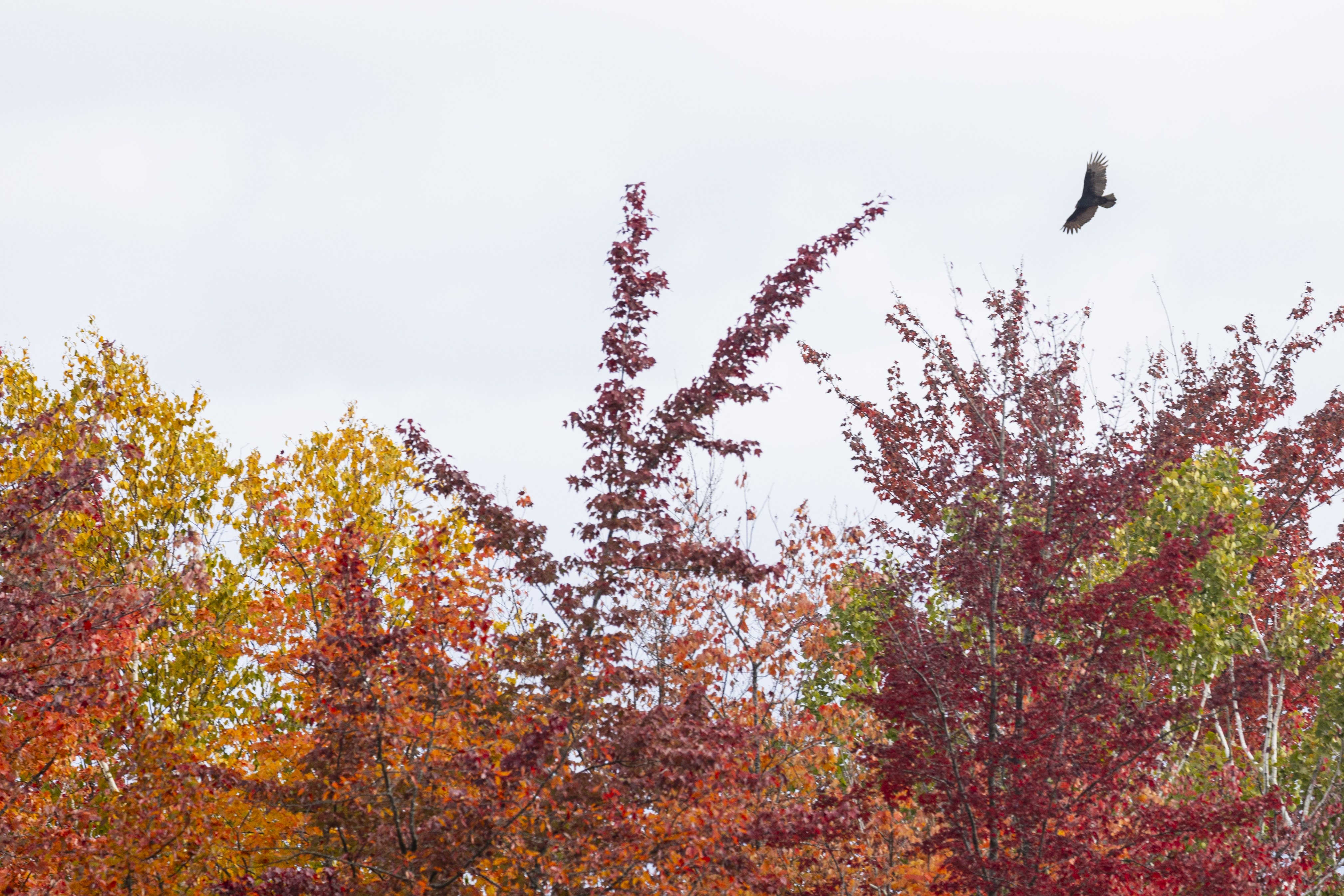 A turkey vulture flies over fall colors in the Manistee National Forest in Mason County, Mich. on Sunday, Oct. 13, 2024.  