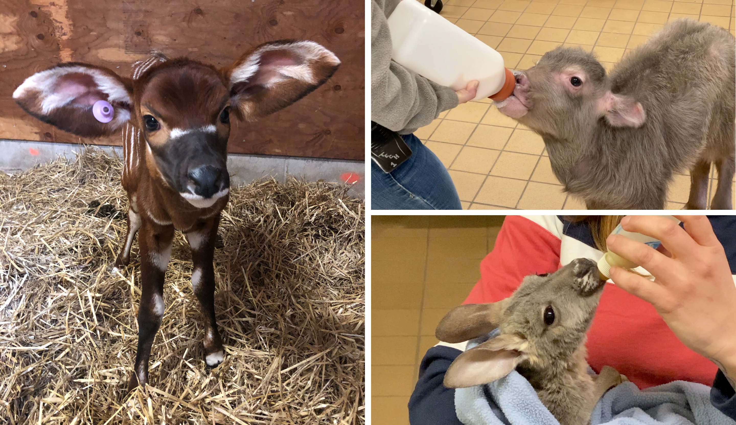 5 Newborn Cubs at Six Flags Wild Safari Are Just Too Cute - NJ Family