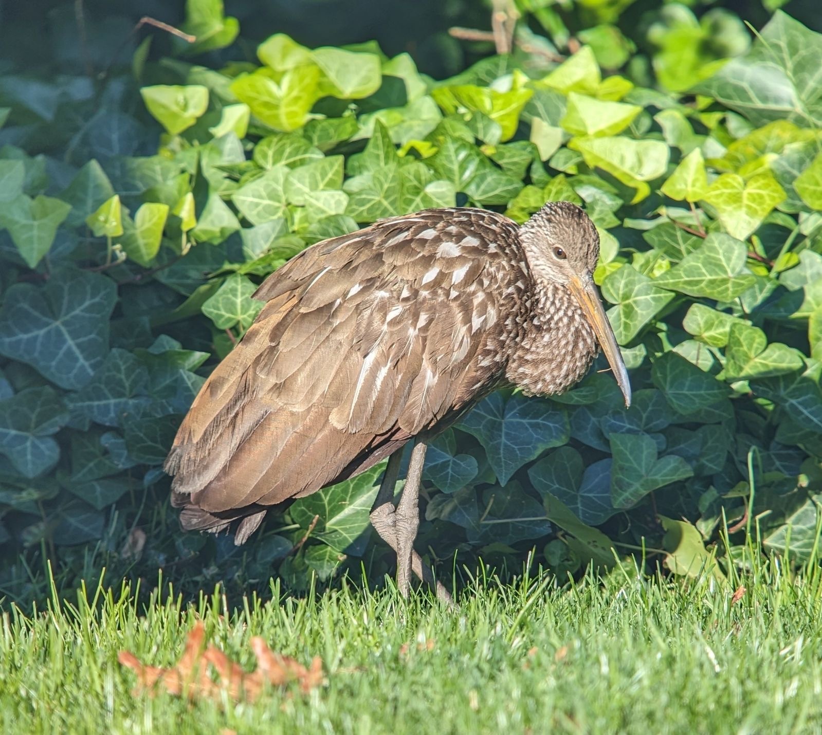 Limpkin bird spotted in N.J. for the first time, experts say - nj.com