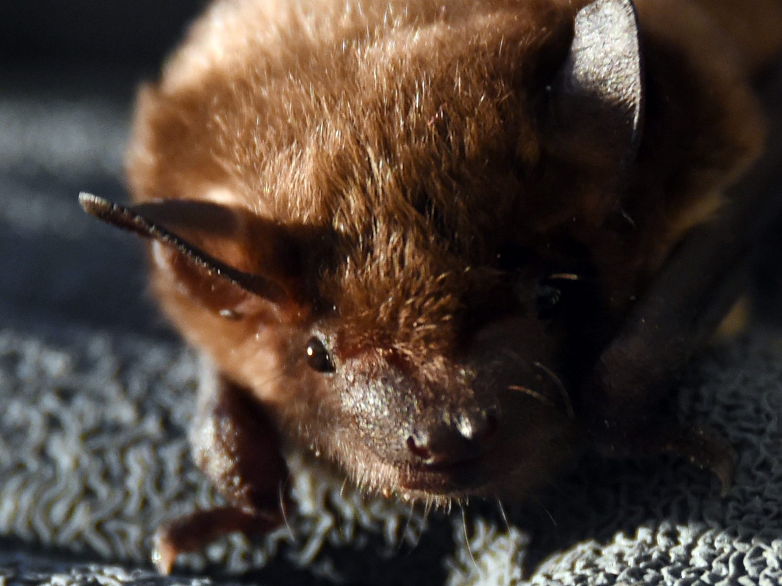 Bats With Rabies Ontario