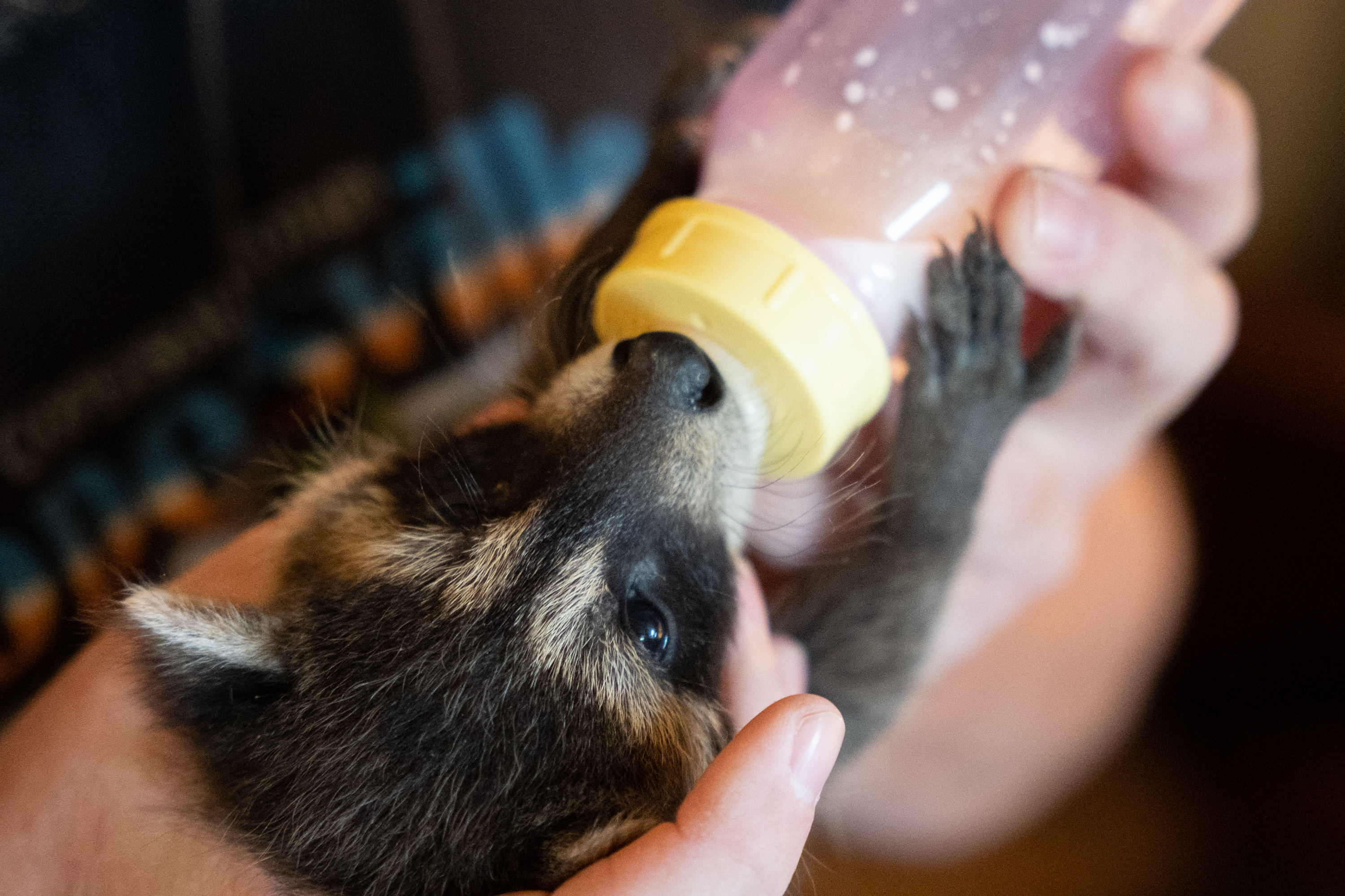 Grand Valley Bottle Babies Raccoon and Possum Rescue and Rehab - mlive.com