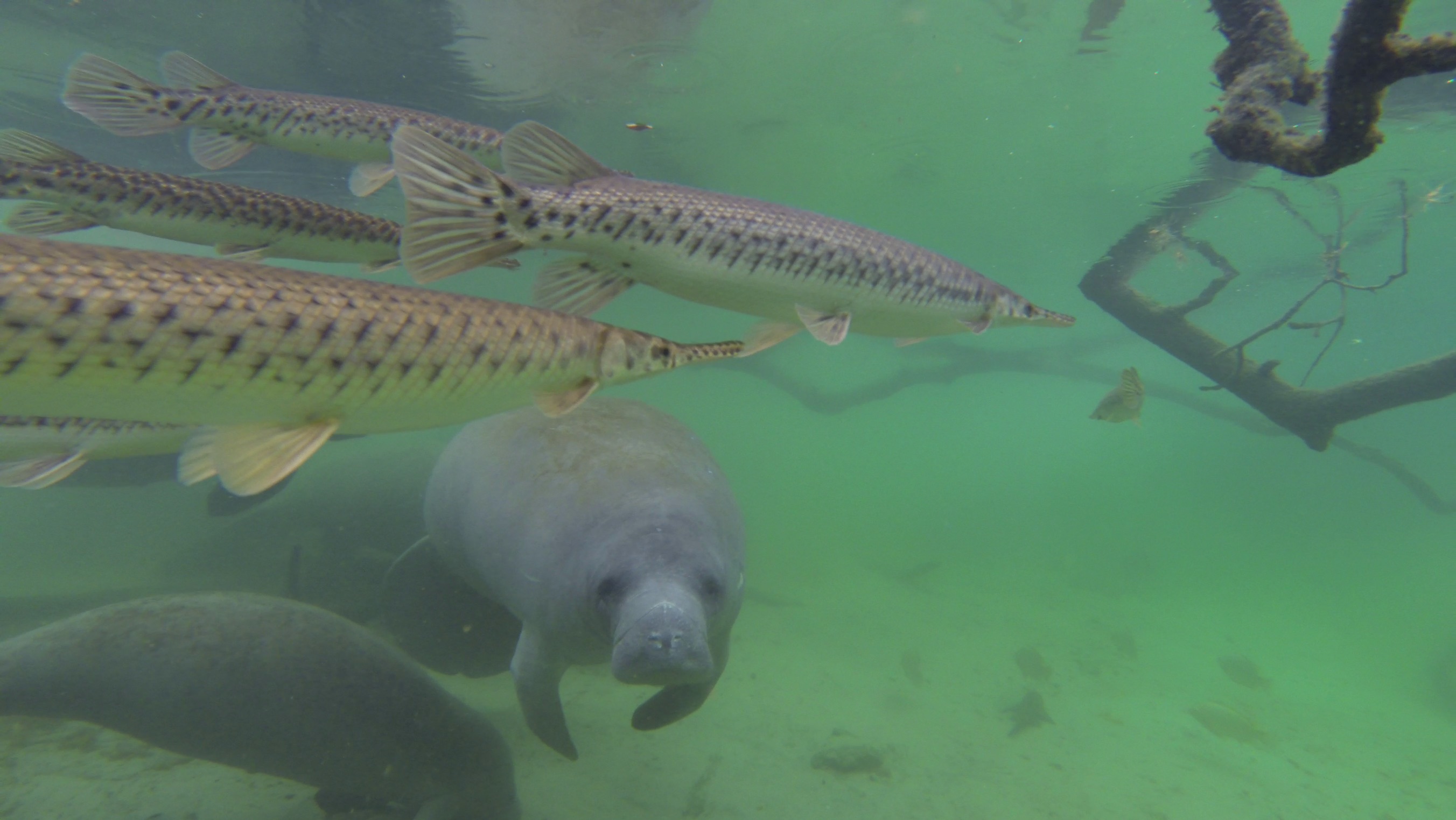 Manatees at📍Blue Spring State Park, Orange City, FL #manatee #florida