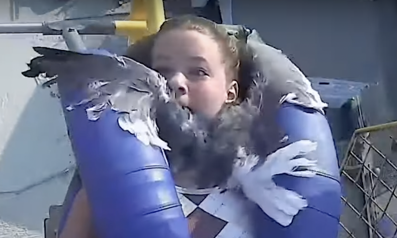 Video shows teen smacked in the face by flying seagull on Jersey