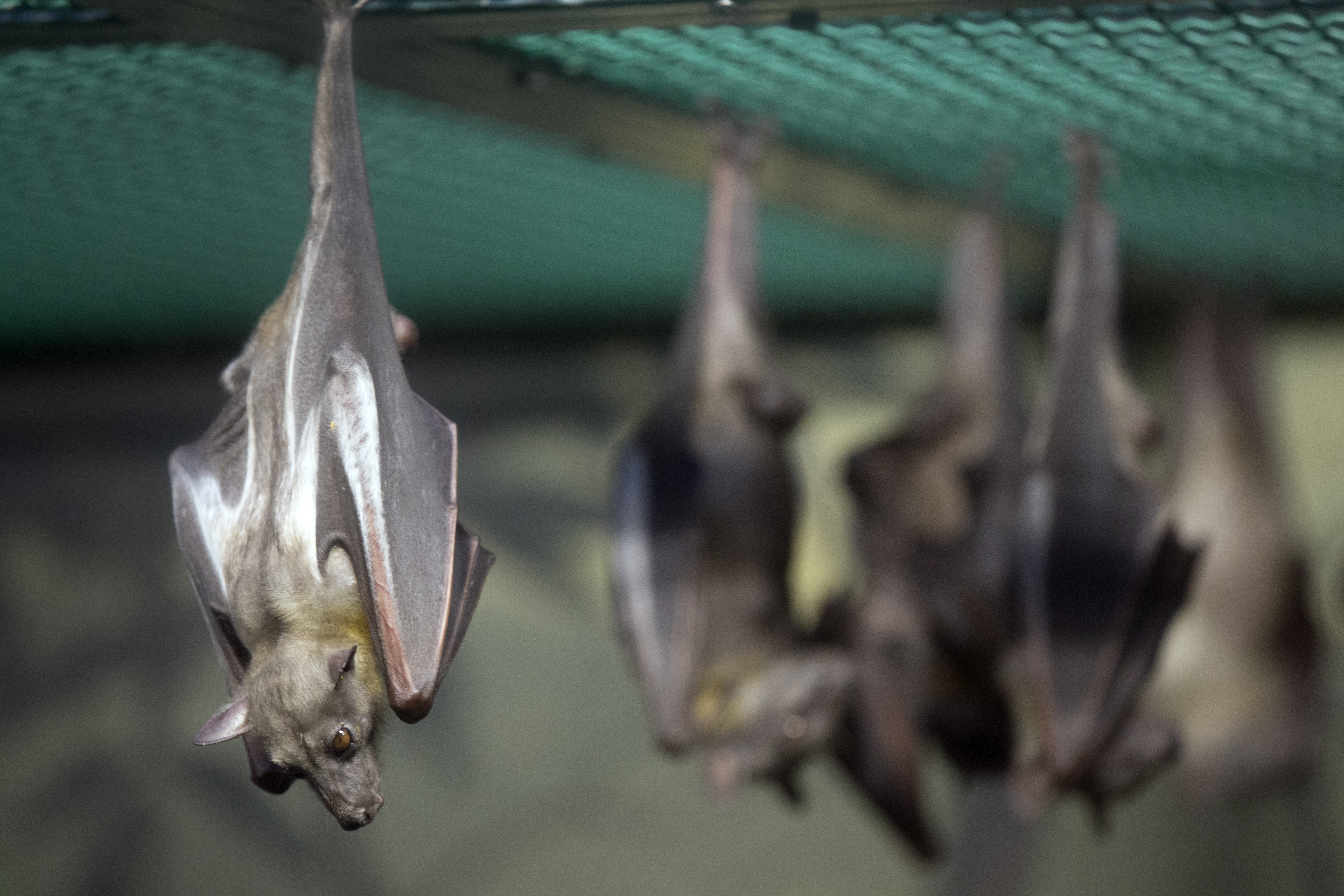 jamaican fruit bat habitat