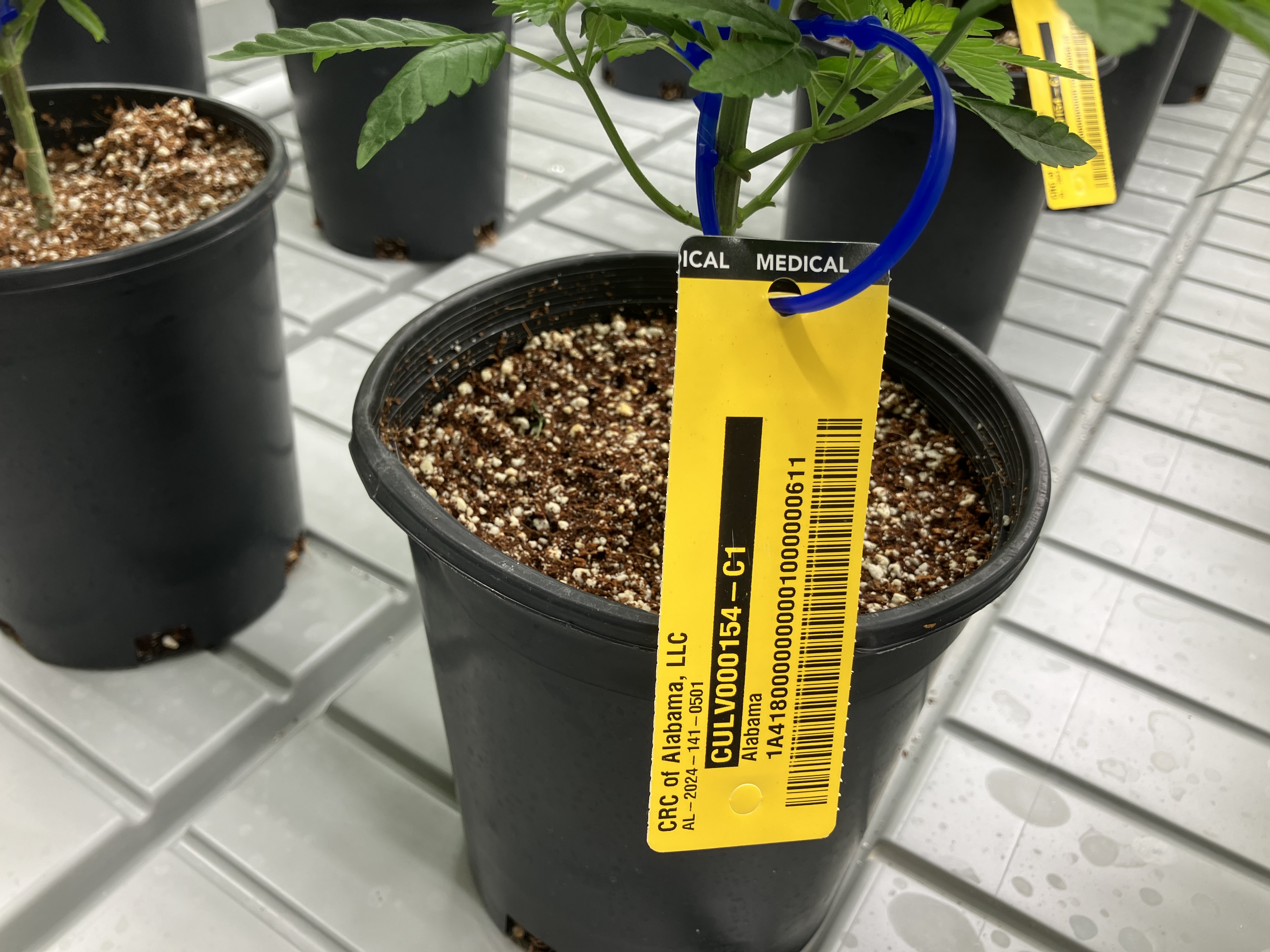 CRC of Alabama medical cannabis cultivation - al.com
