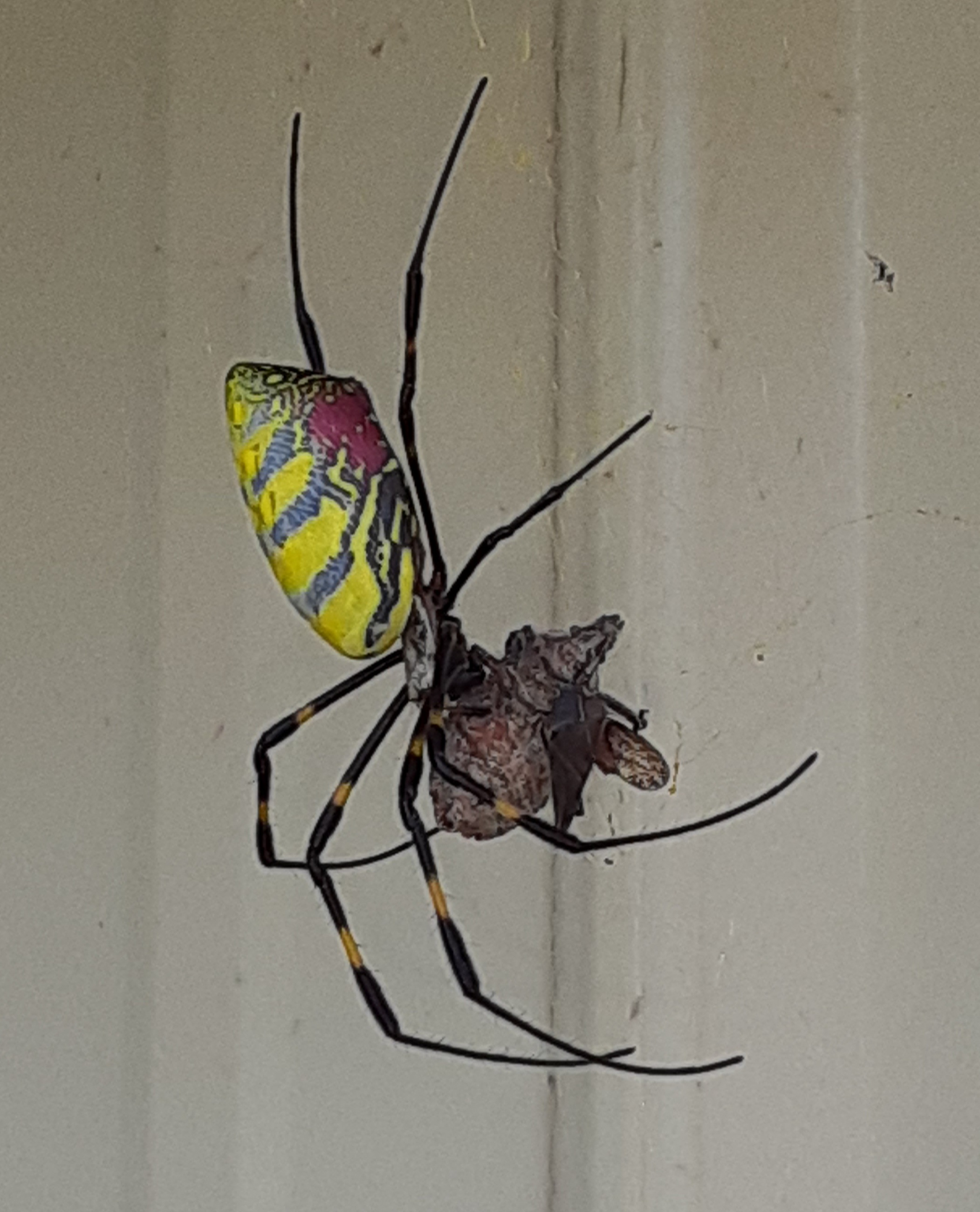 Black and yellow Joro spiders naturally shy, harmless, UGA