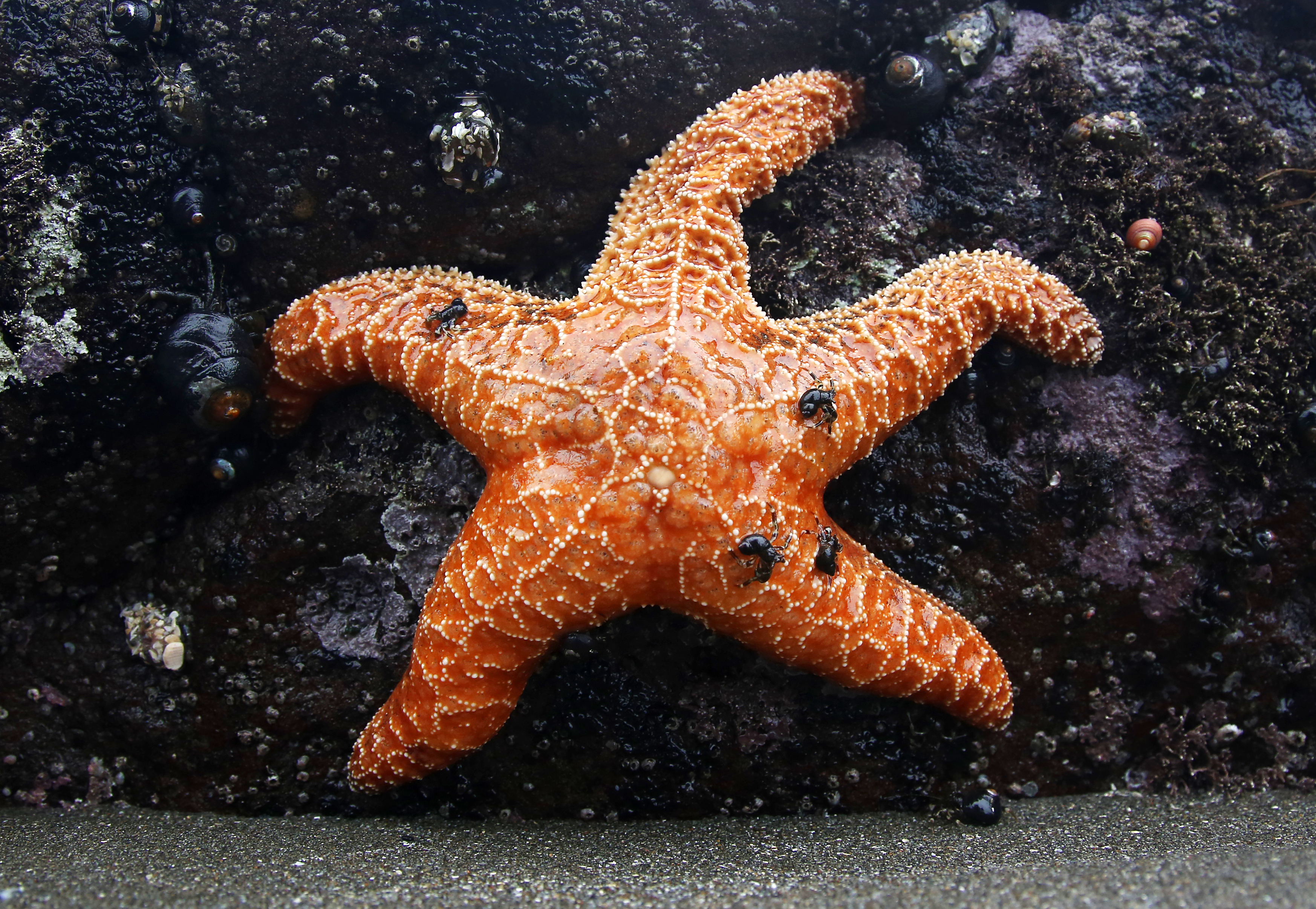 Star(fish)-crossed lovers: The weird and wonderful world of breeding sea  stars – W&M News