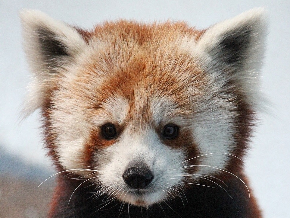 Birmingham Zoo Thrilled To Welcome New Red Panda Gizmo And Baby Howler Monkey Al Com