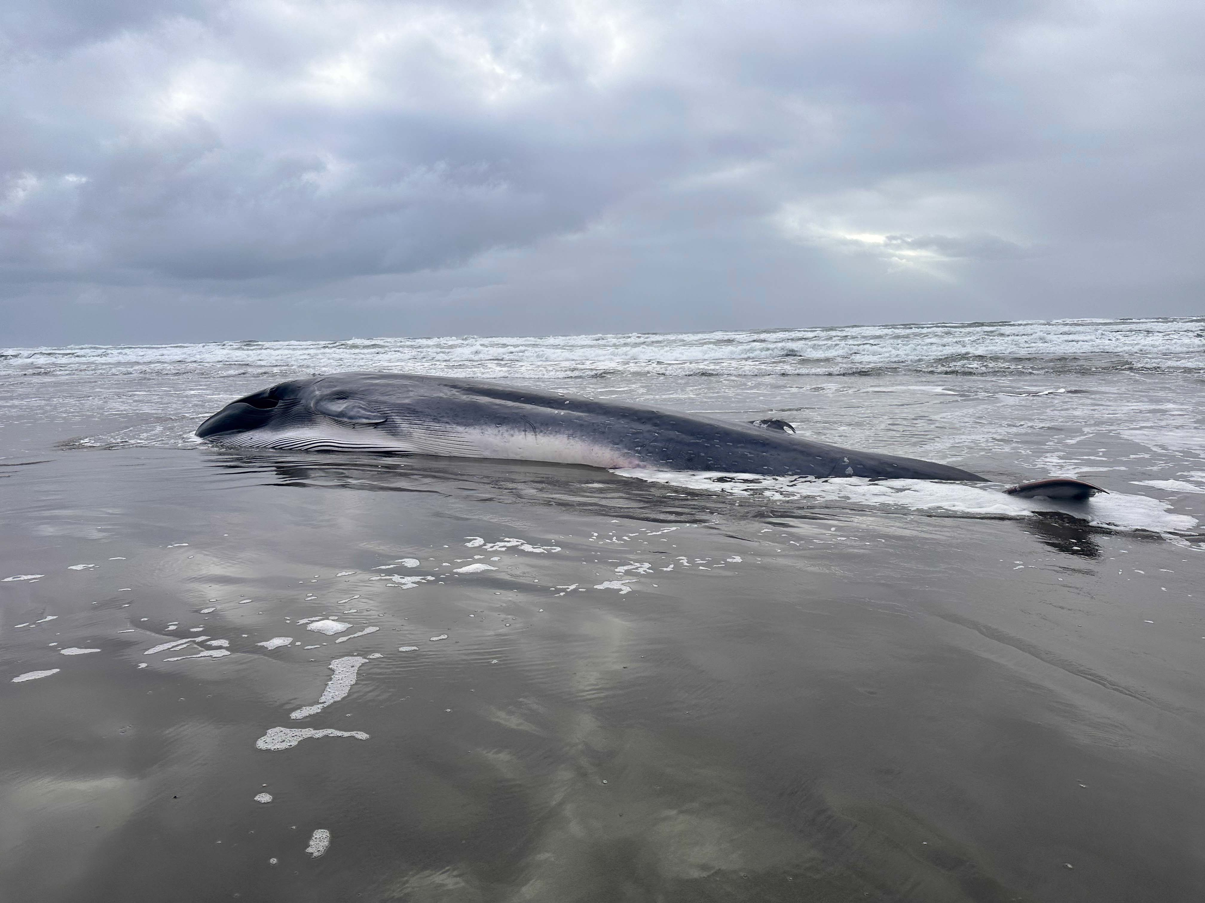 Fin Whale Found On Oregon Coast - Oregonlive.com