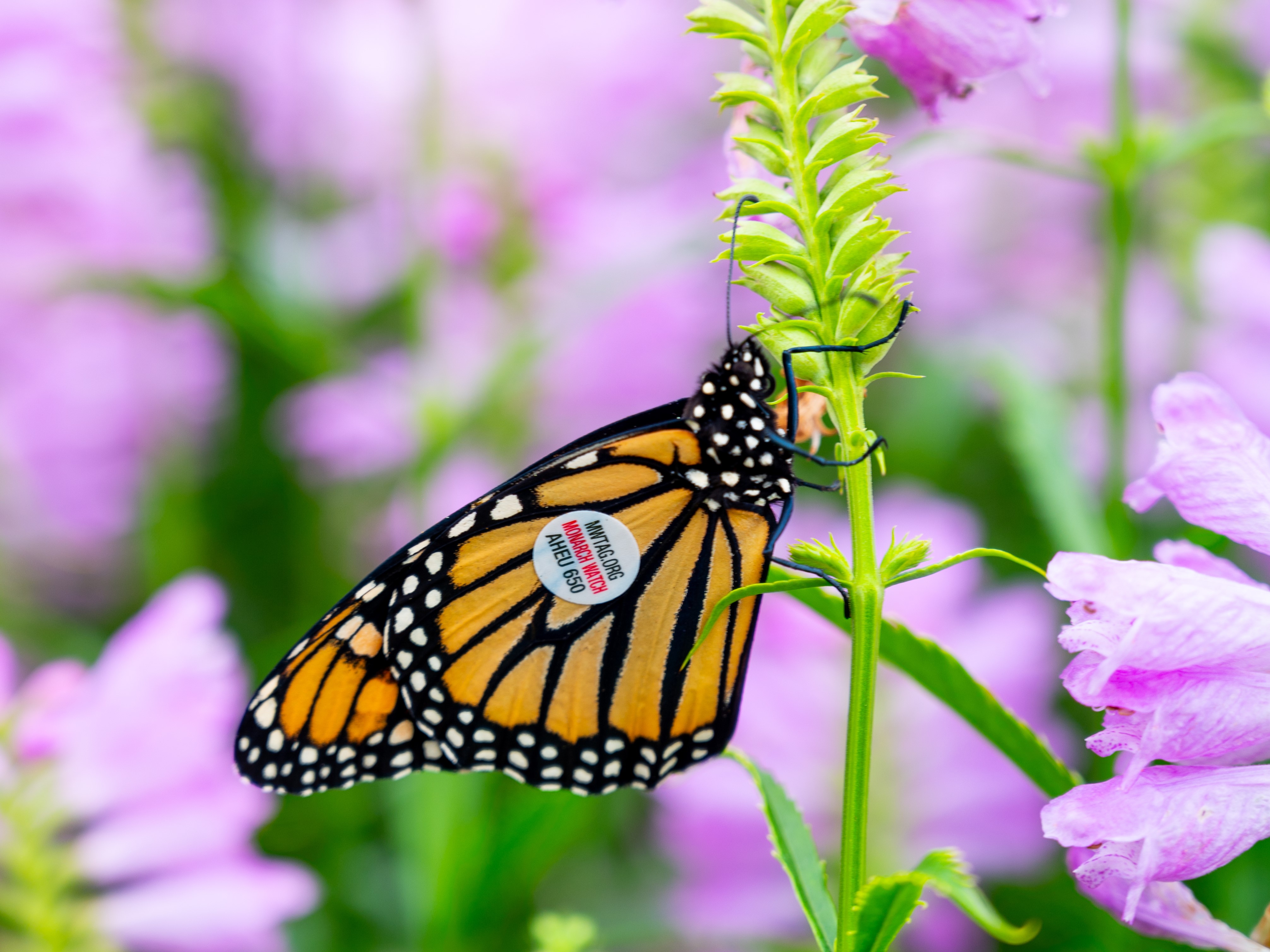 Good news for monarch butterflies? – W&M News