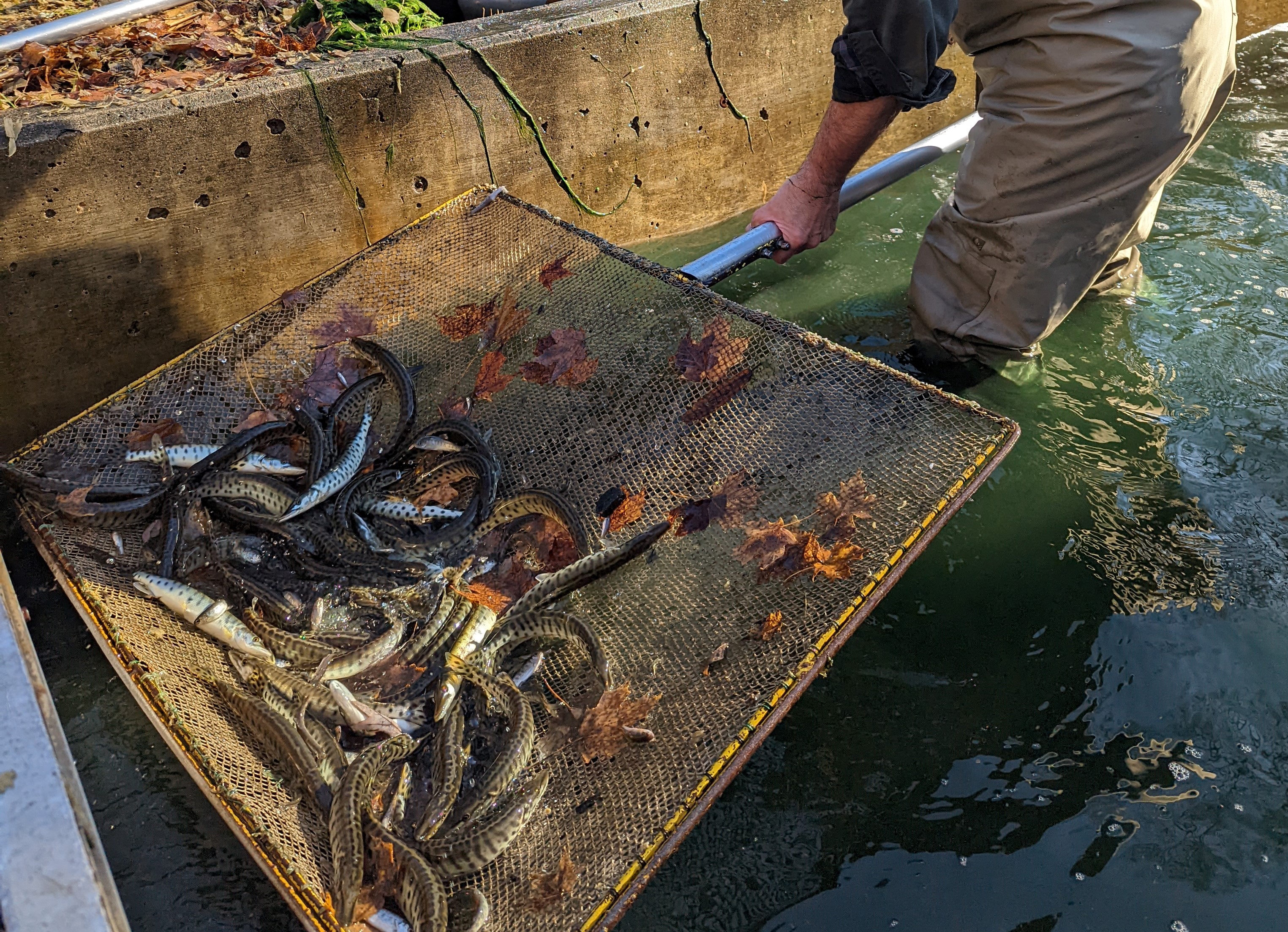 DNR stocked Michigan waters with 7.8 tons of fish in fall 2022
