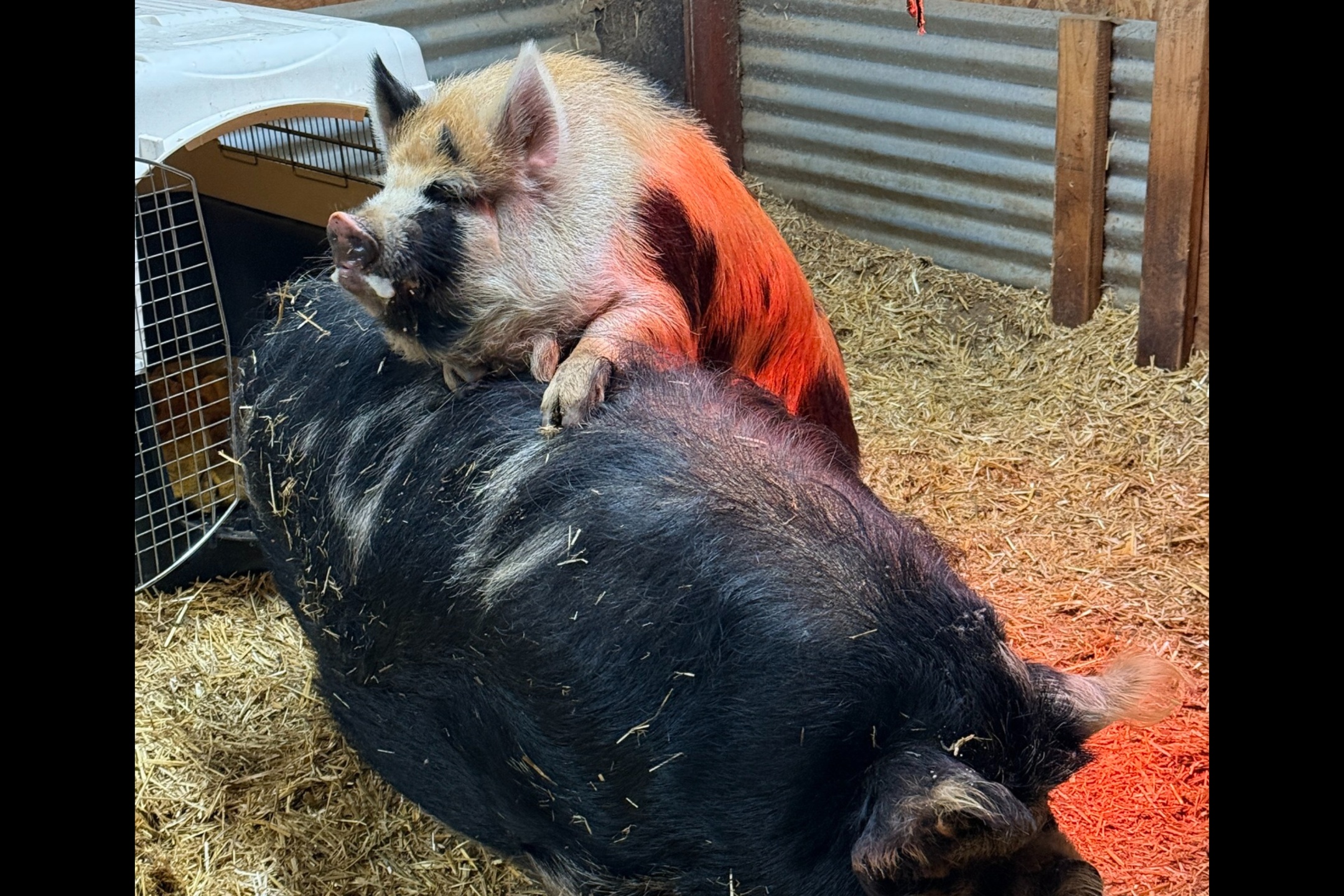 127-pound pig picked up in Gresham will live out his days