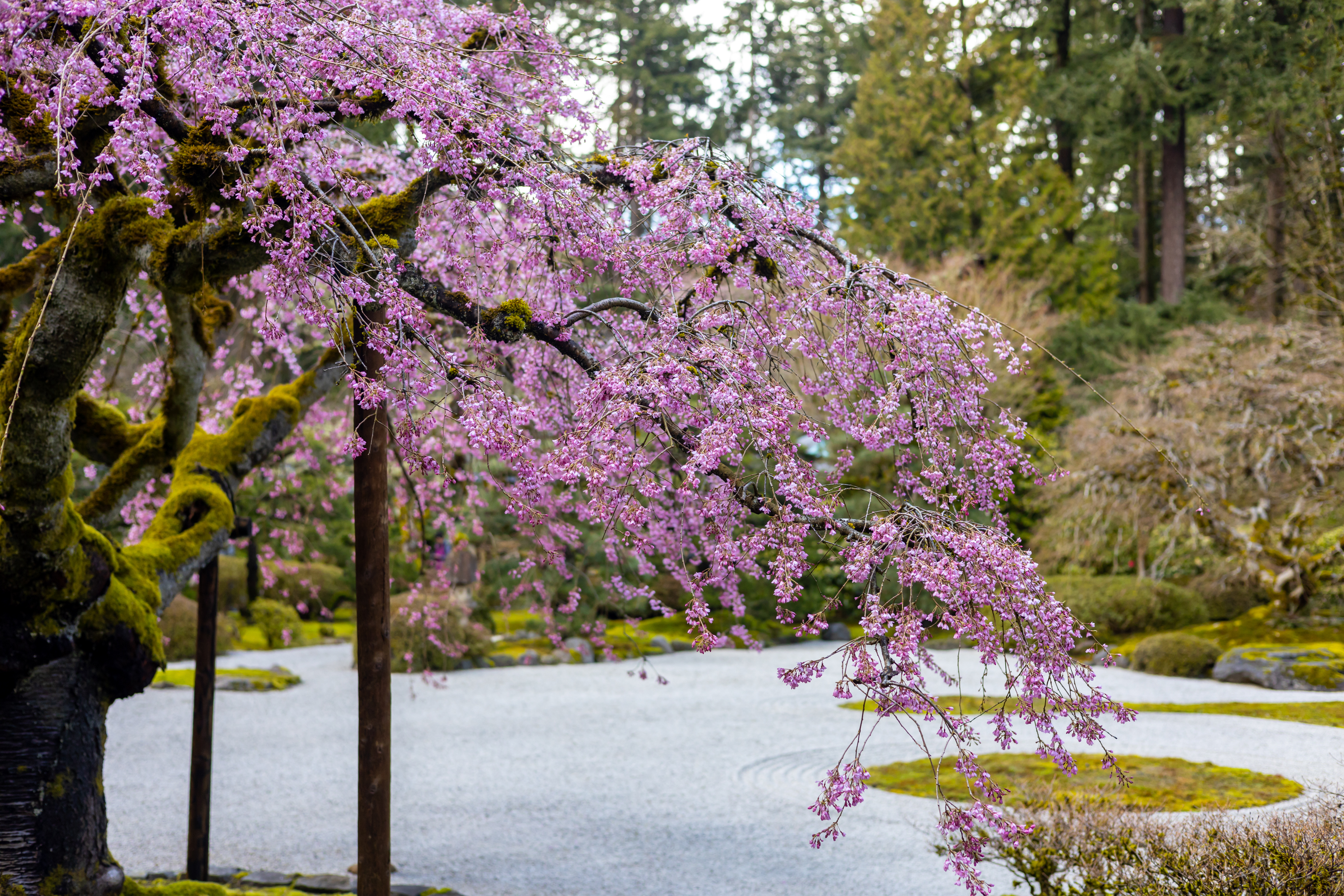 Where to find cherry blossoms around Oregon this spring – Here is Oregon -  hereisoregon.com