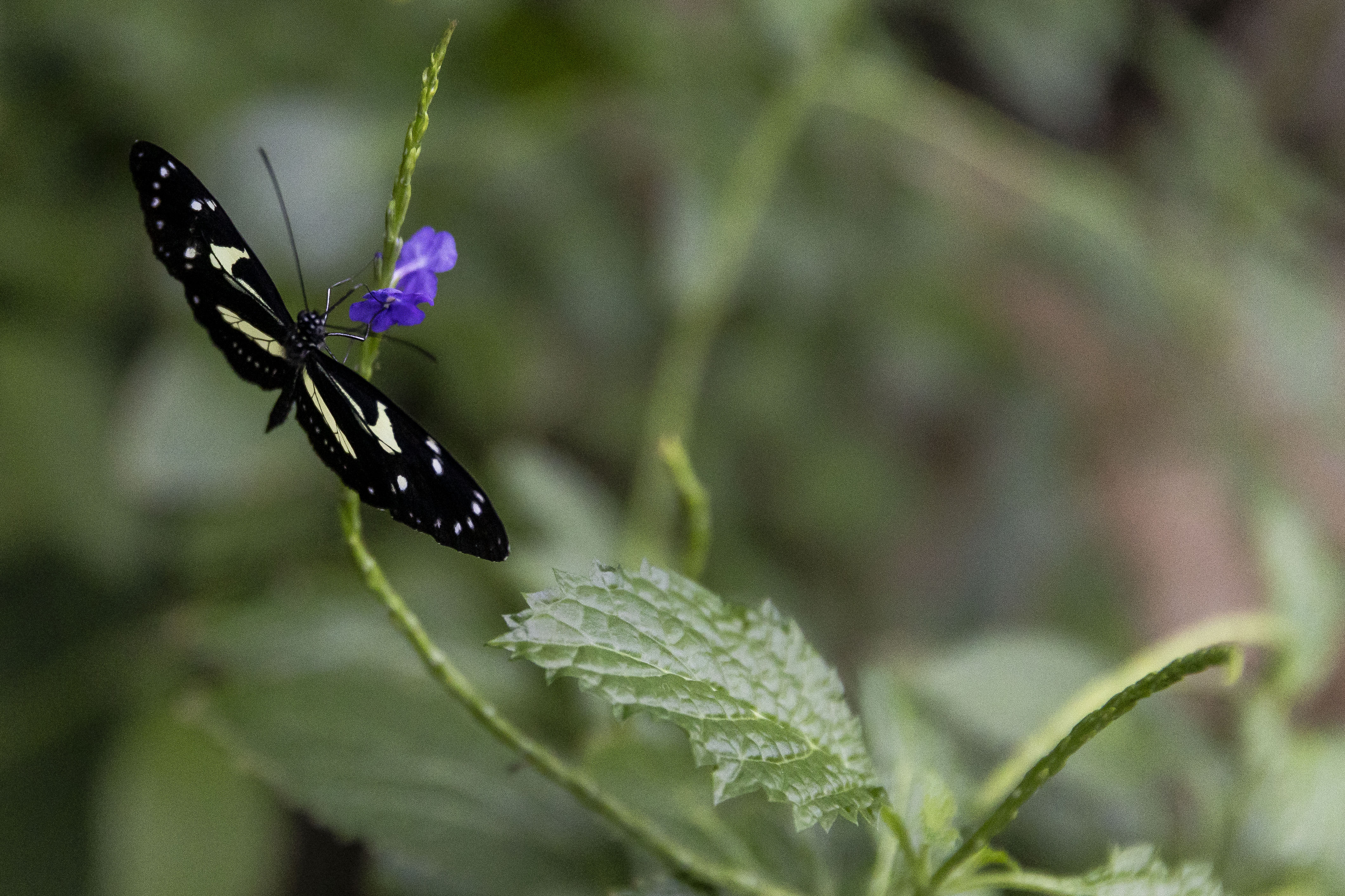 Thousands of tropical butterflies unveil elegance, beauty at Meijer ...